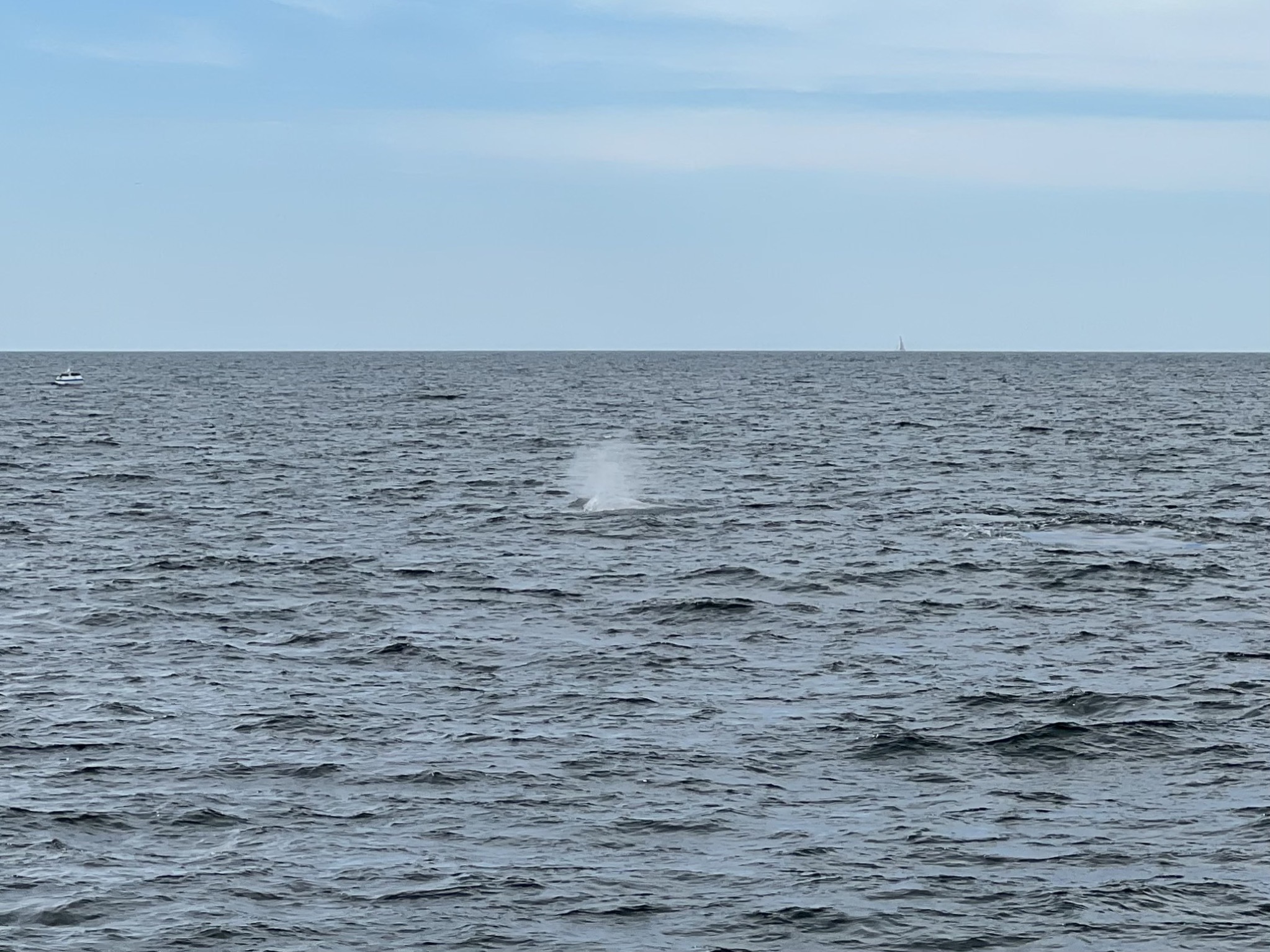 Whale sign