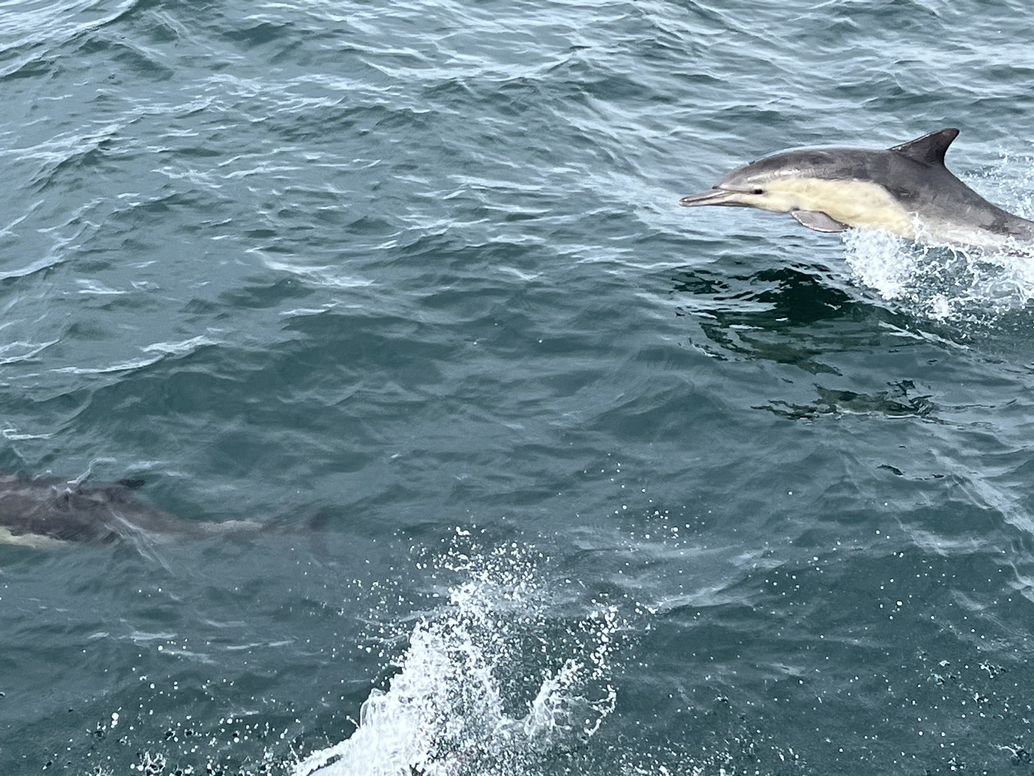 Dolphins