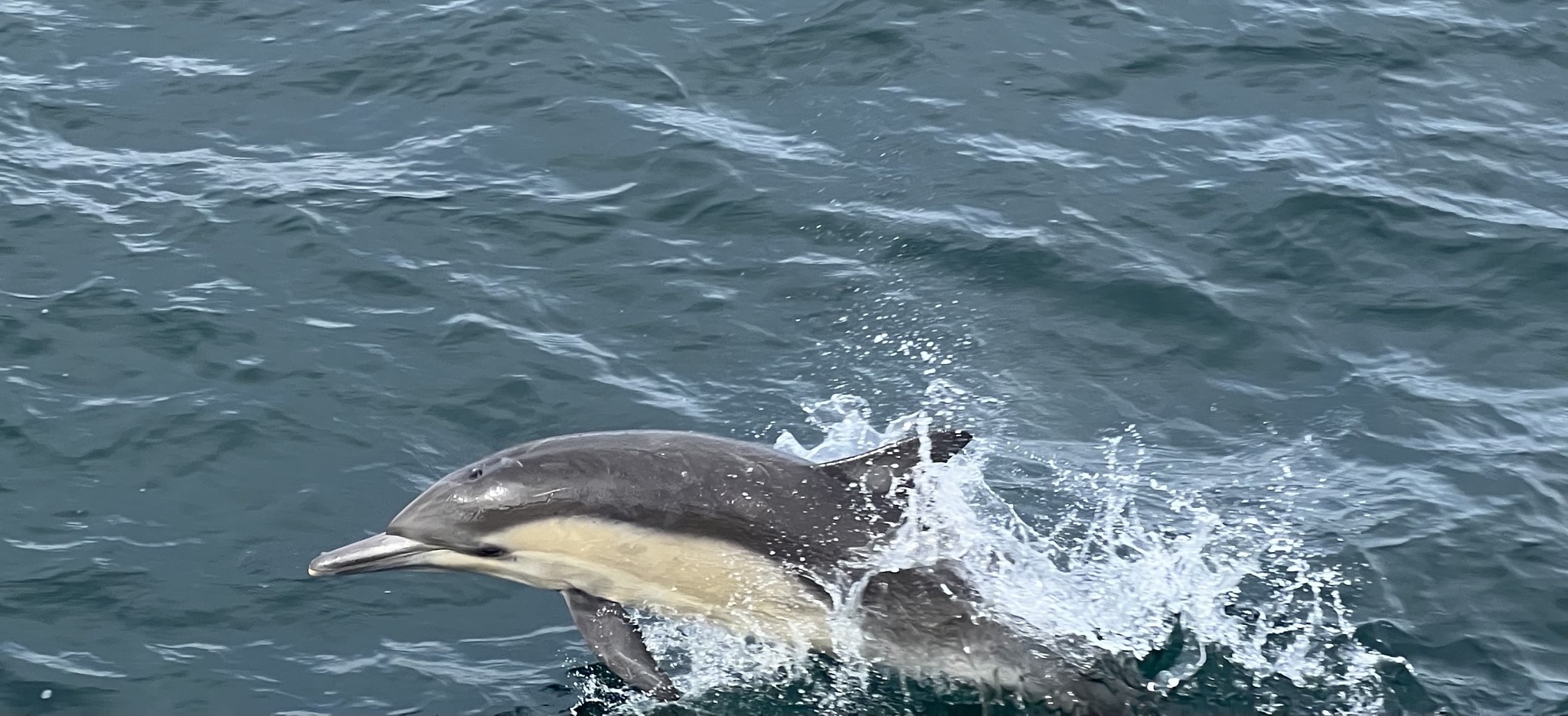 Dolphins