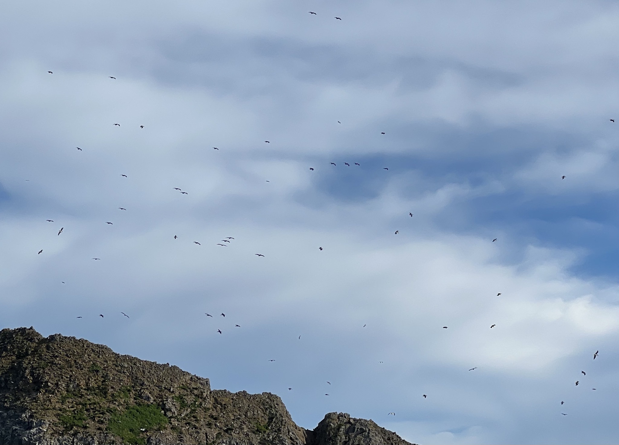 Birds