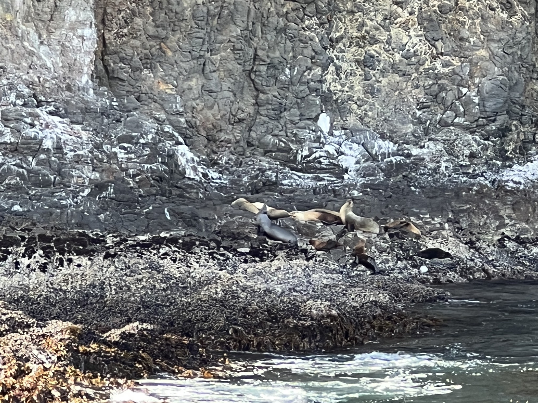 Sea lions