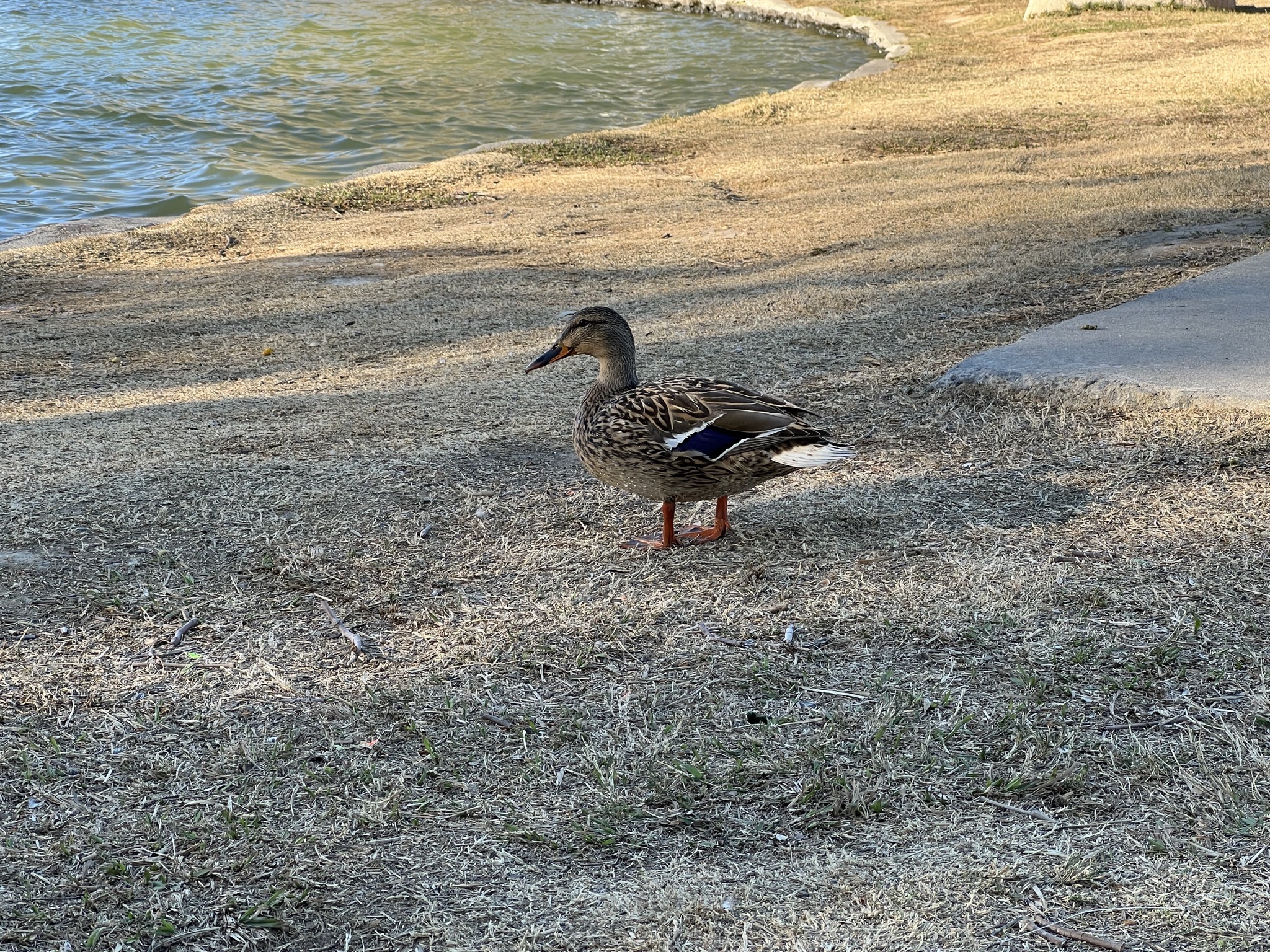 Duck