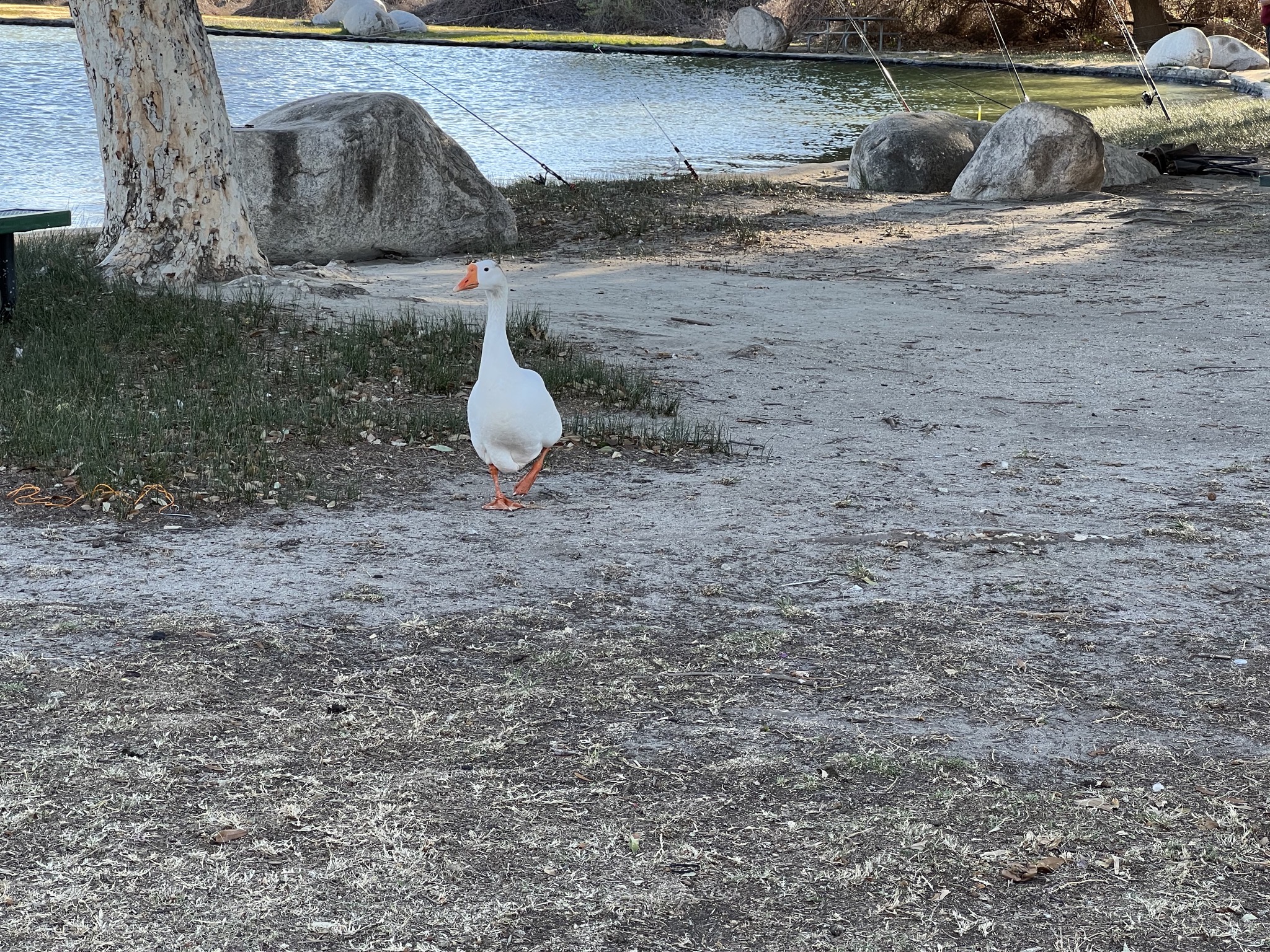 Goose