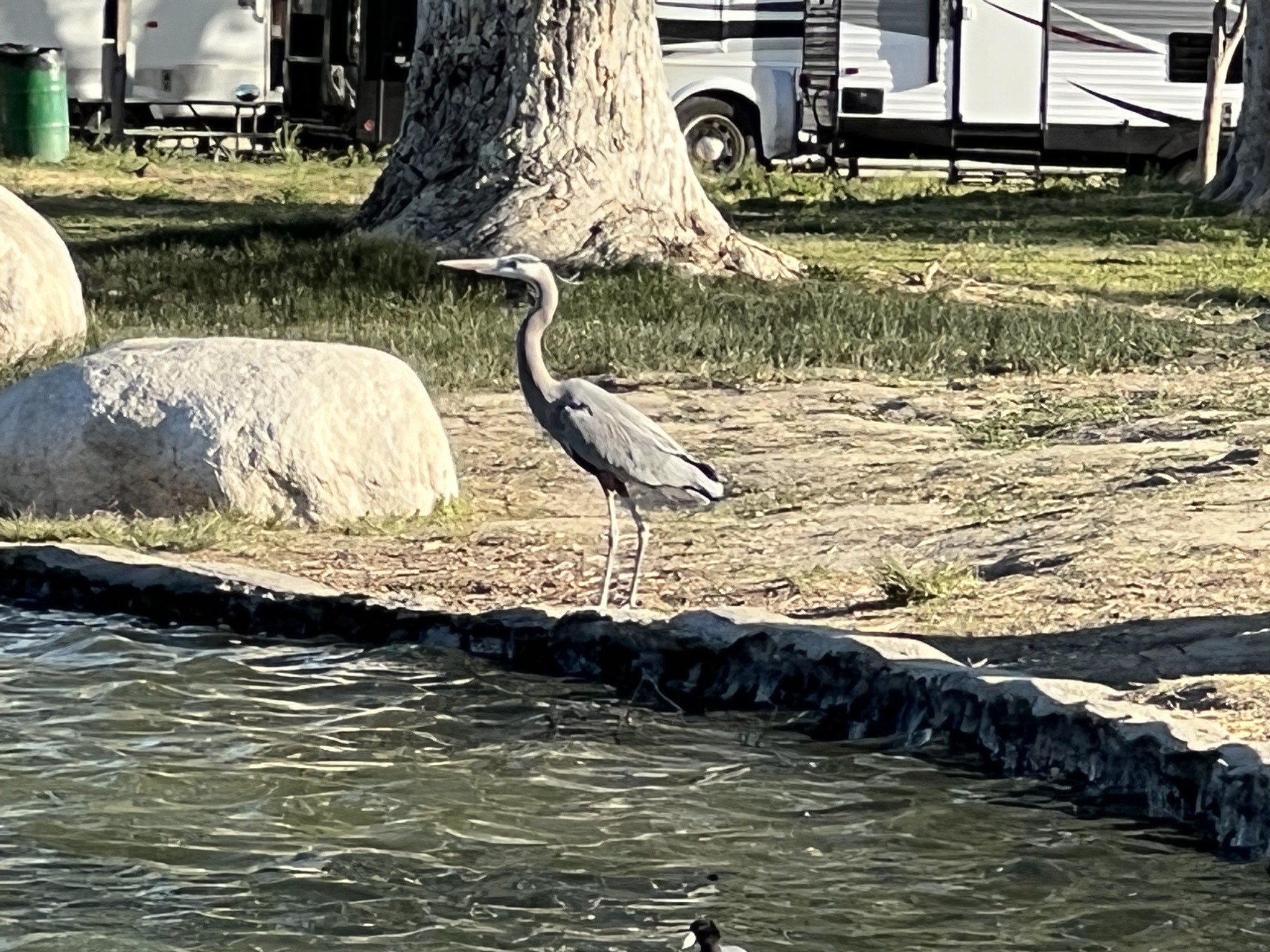 Heron