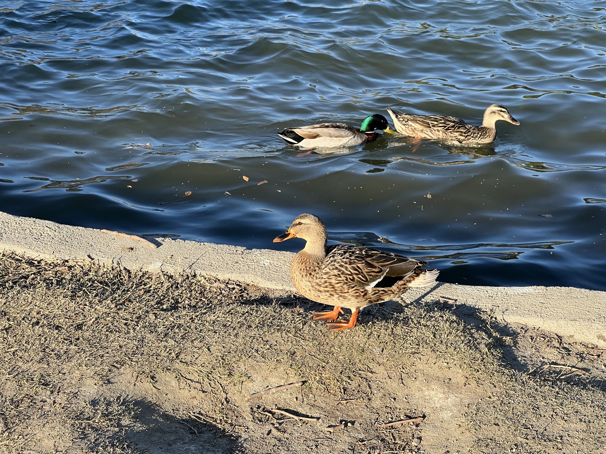 Ducks