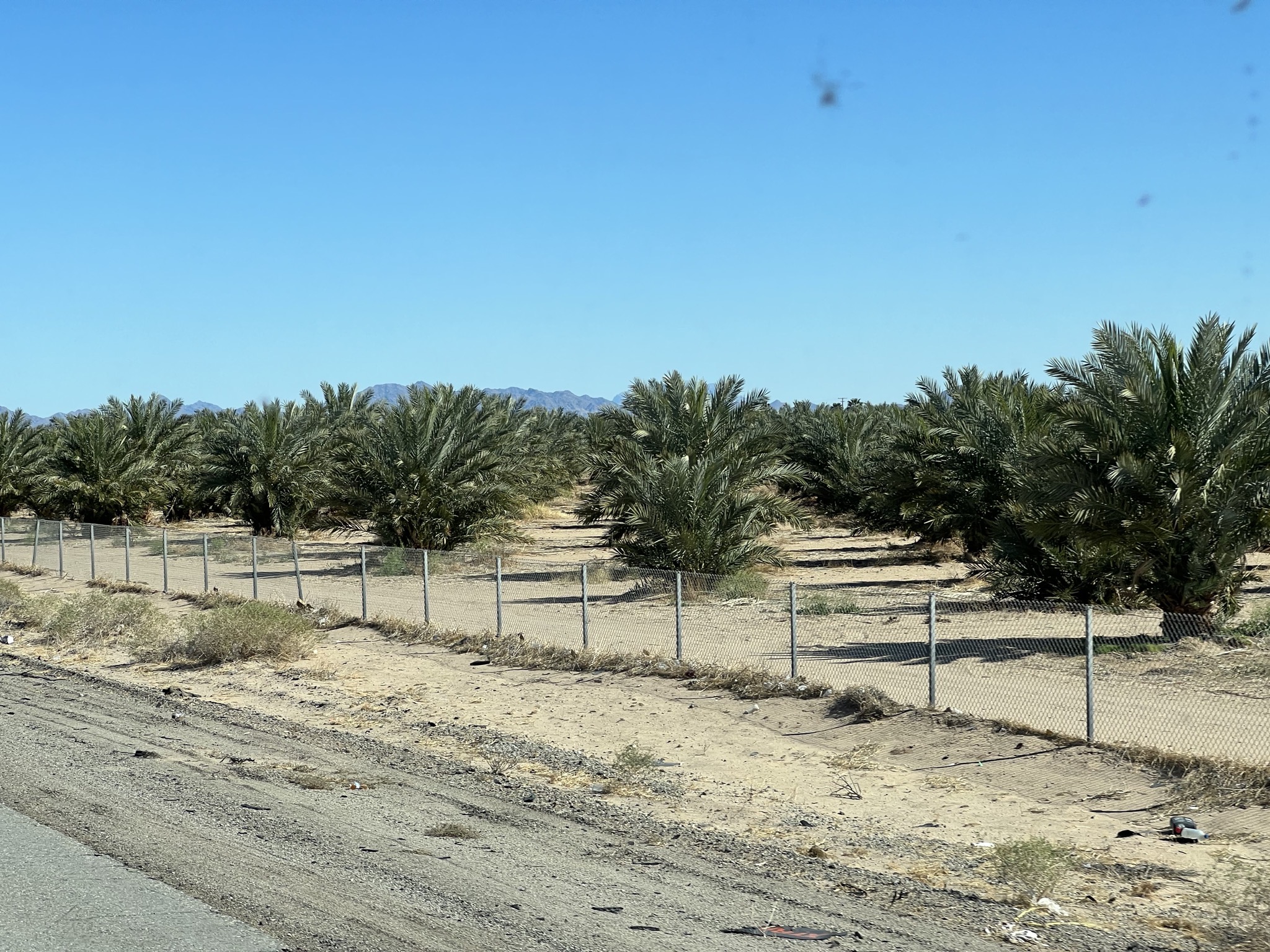 Date palms