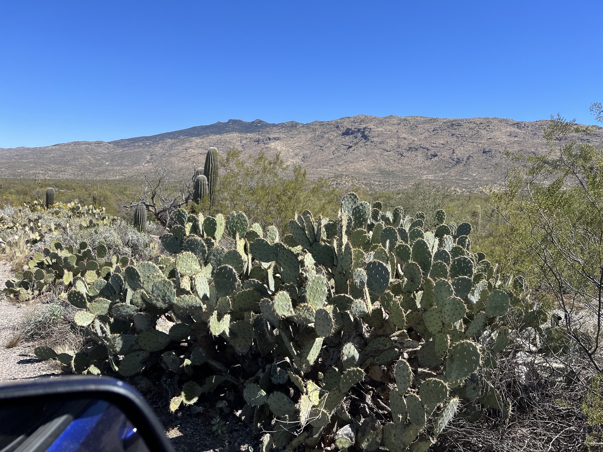 Cacti