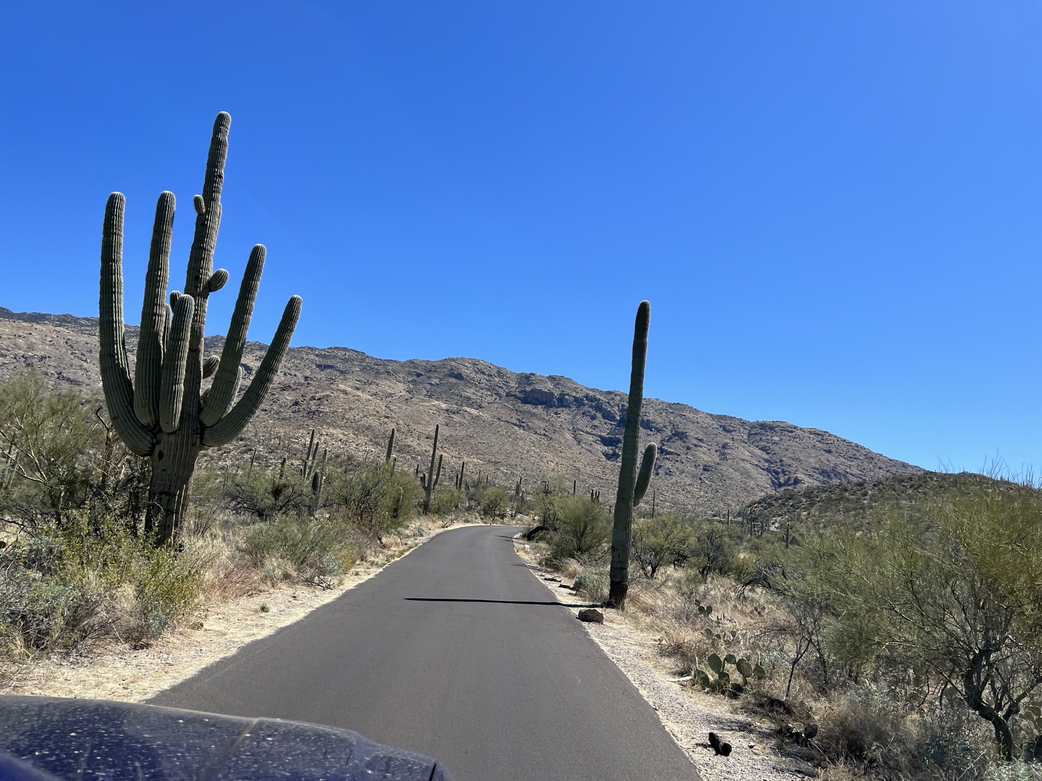Cacti