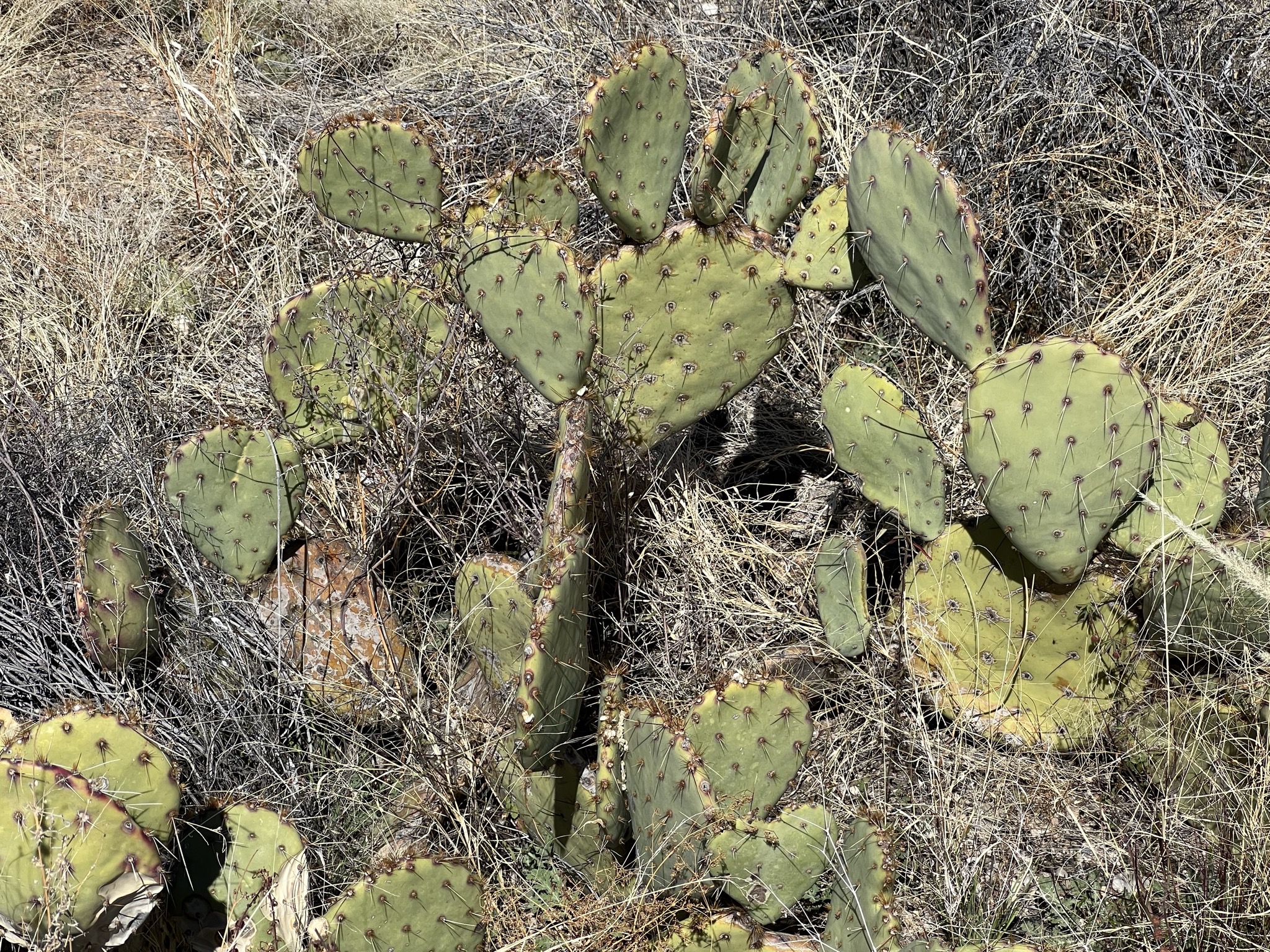 Cacti