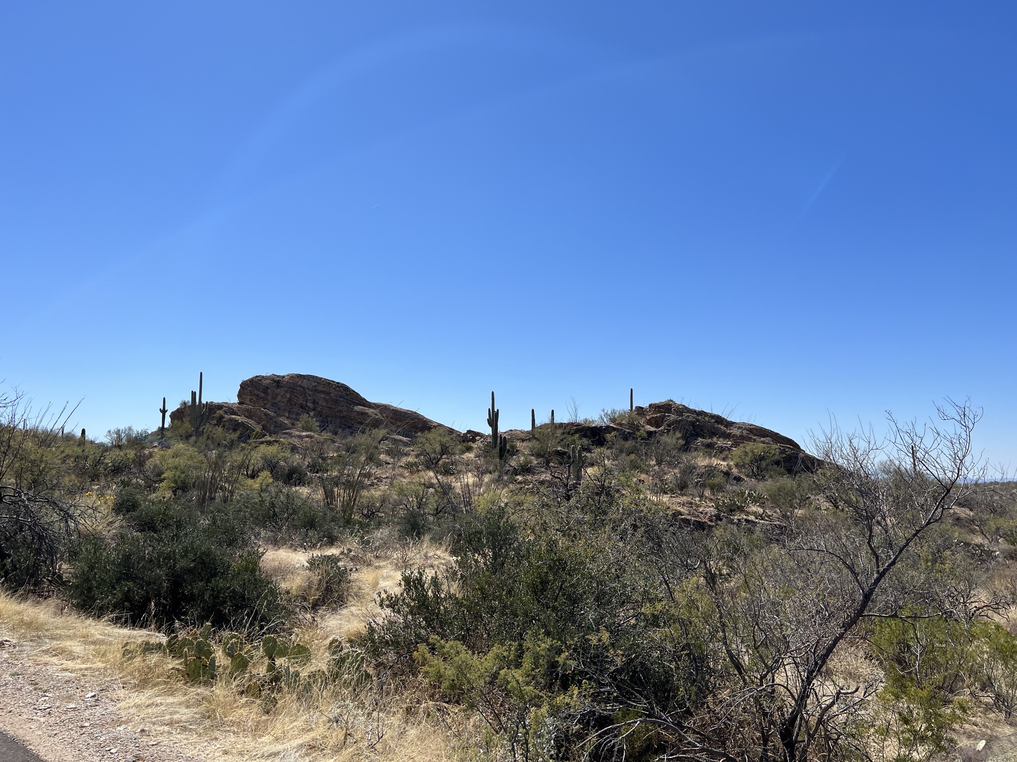 Cacti