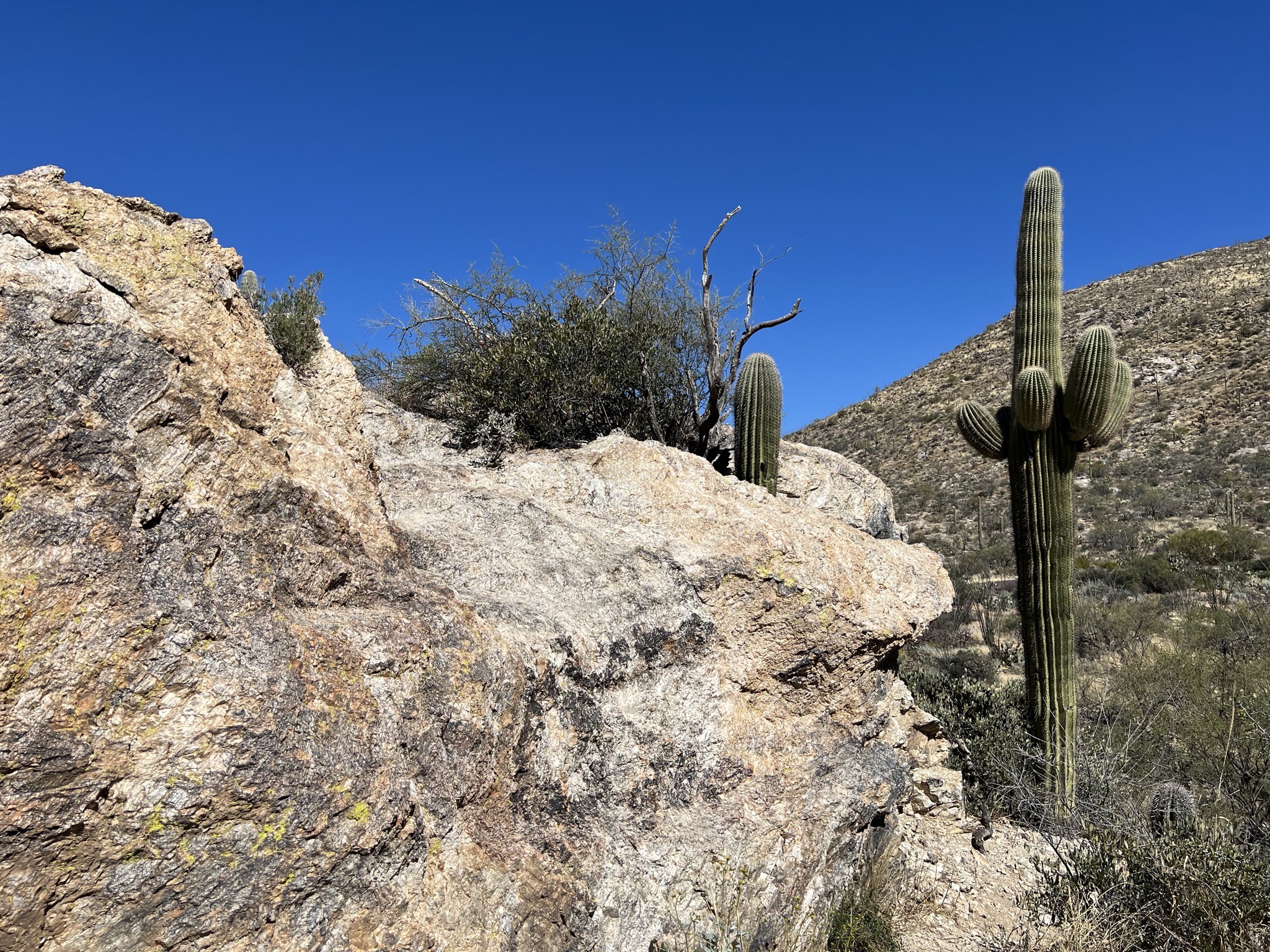 Rocks and cacti