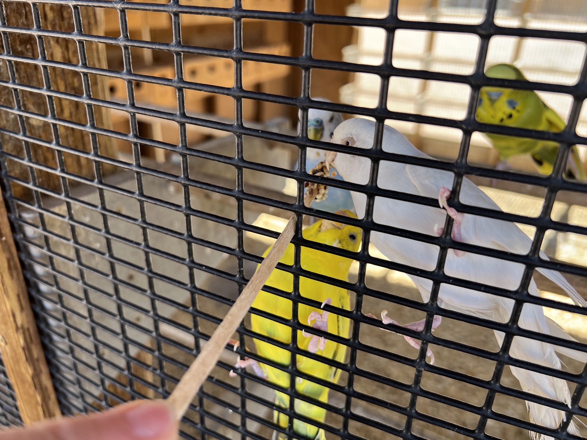 Feeding parakeets