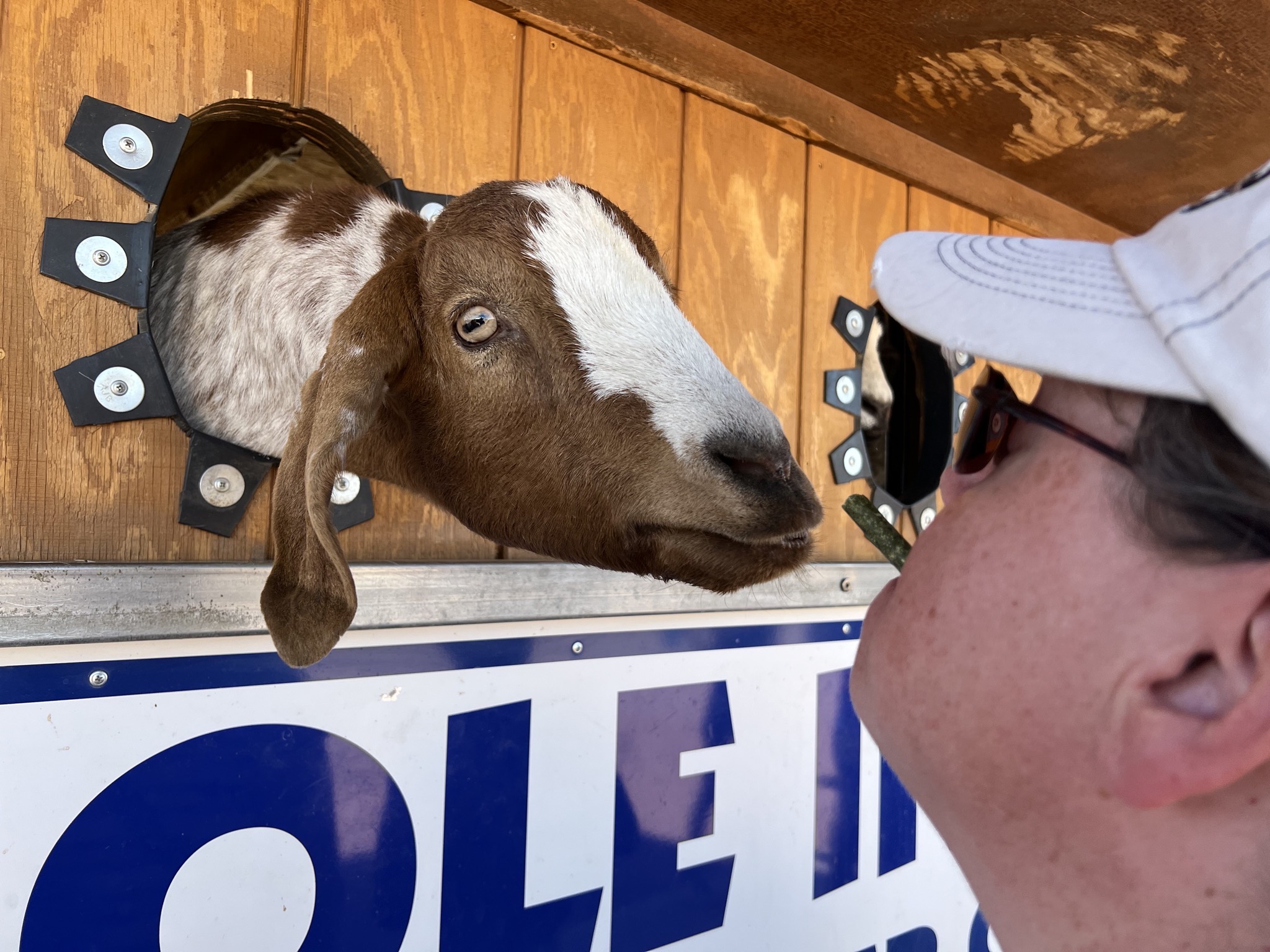 Jenn kissing a goat