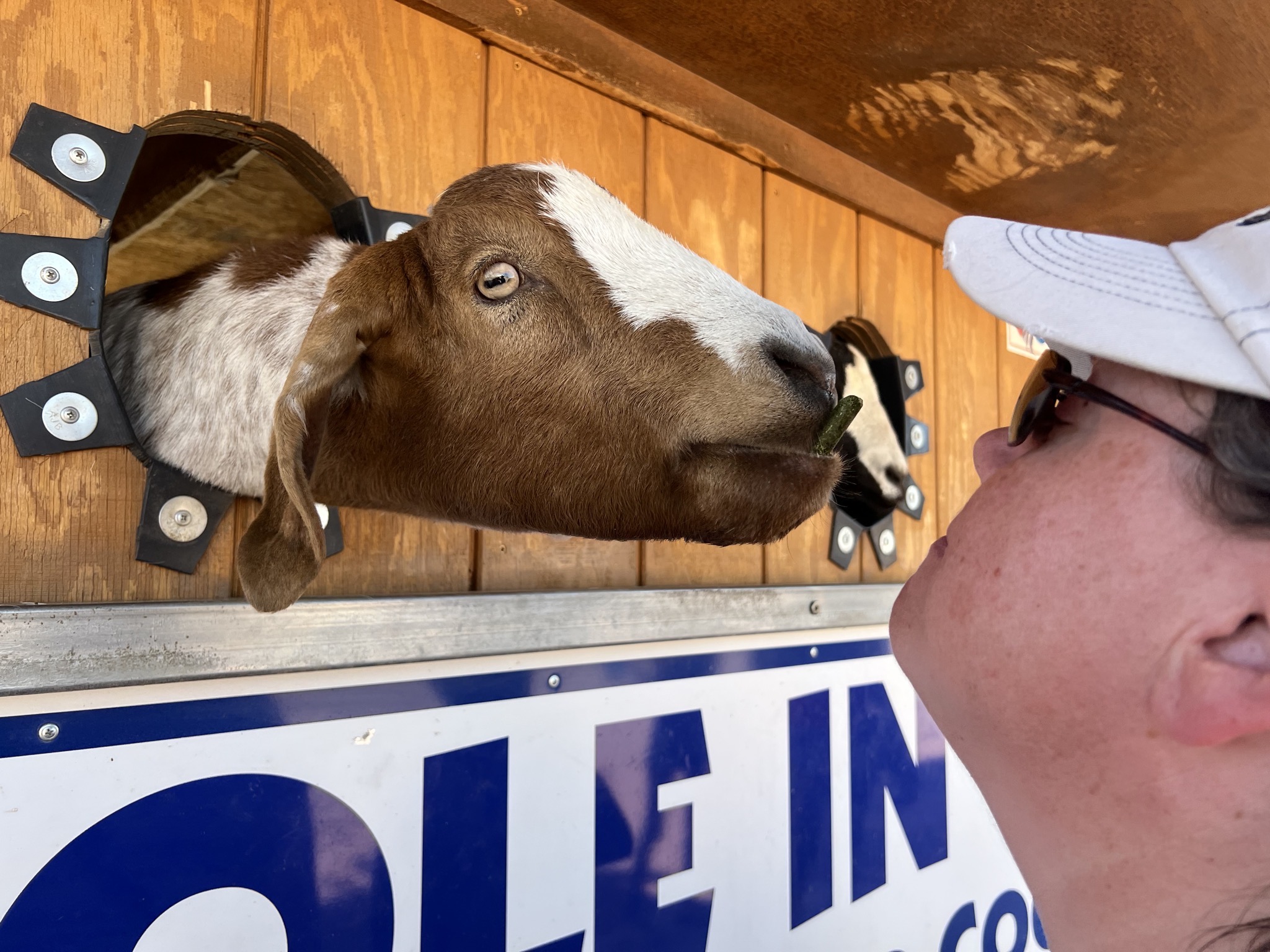 Jenn kissing a goat