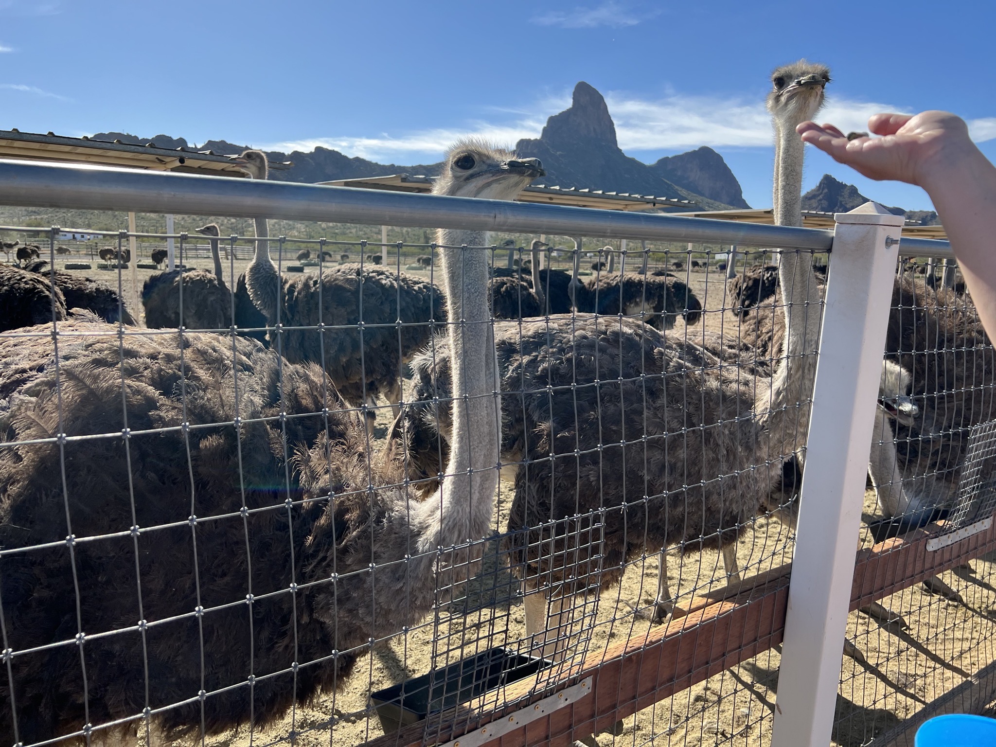 Jenn feeding ostriches