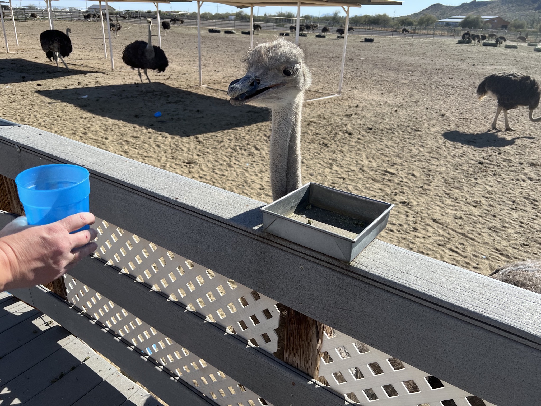 Ostriches