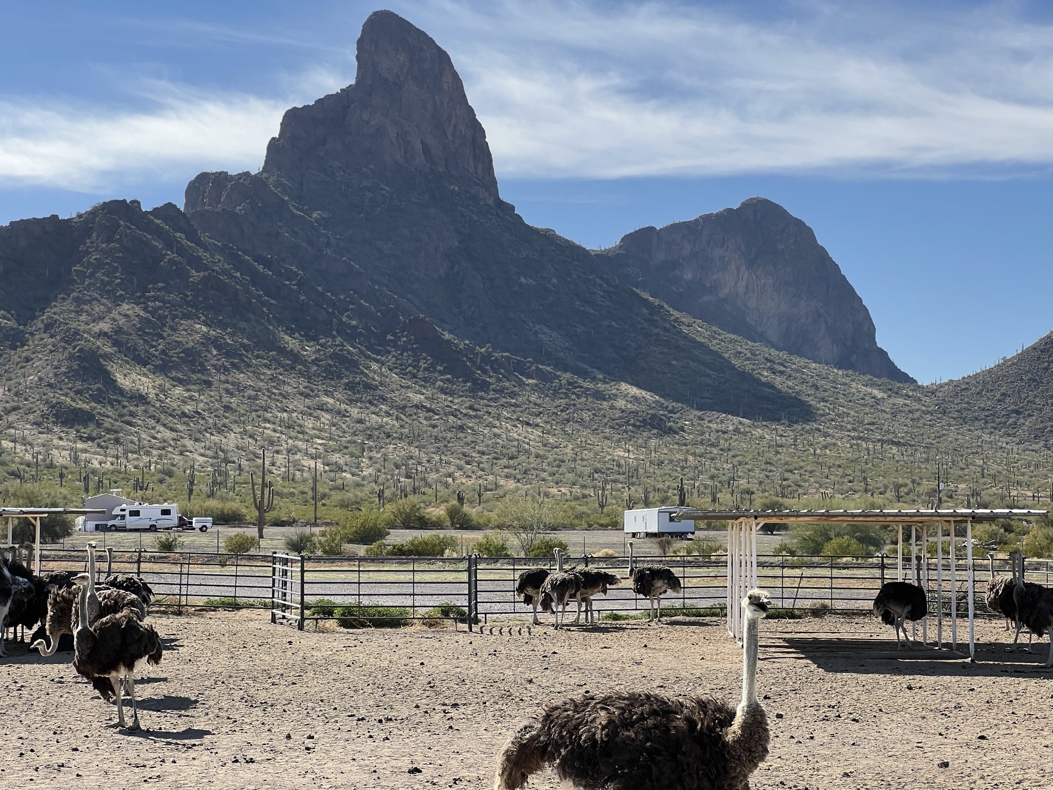 Ostriches