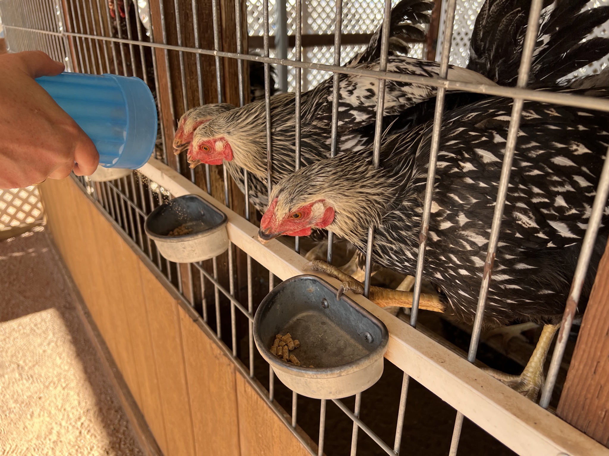 Chickens