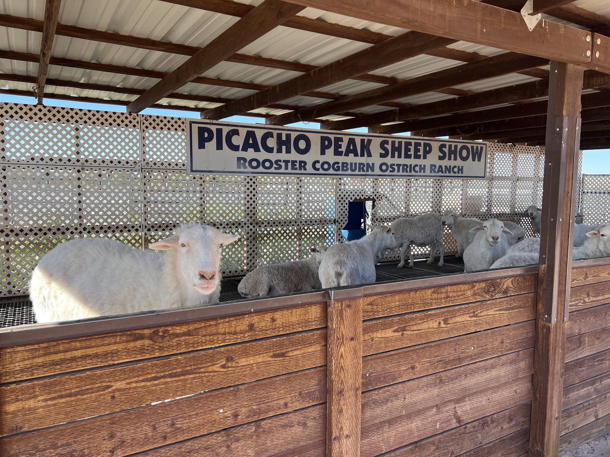 Sheep