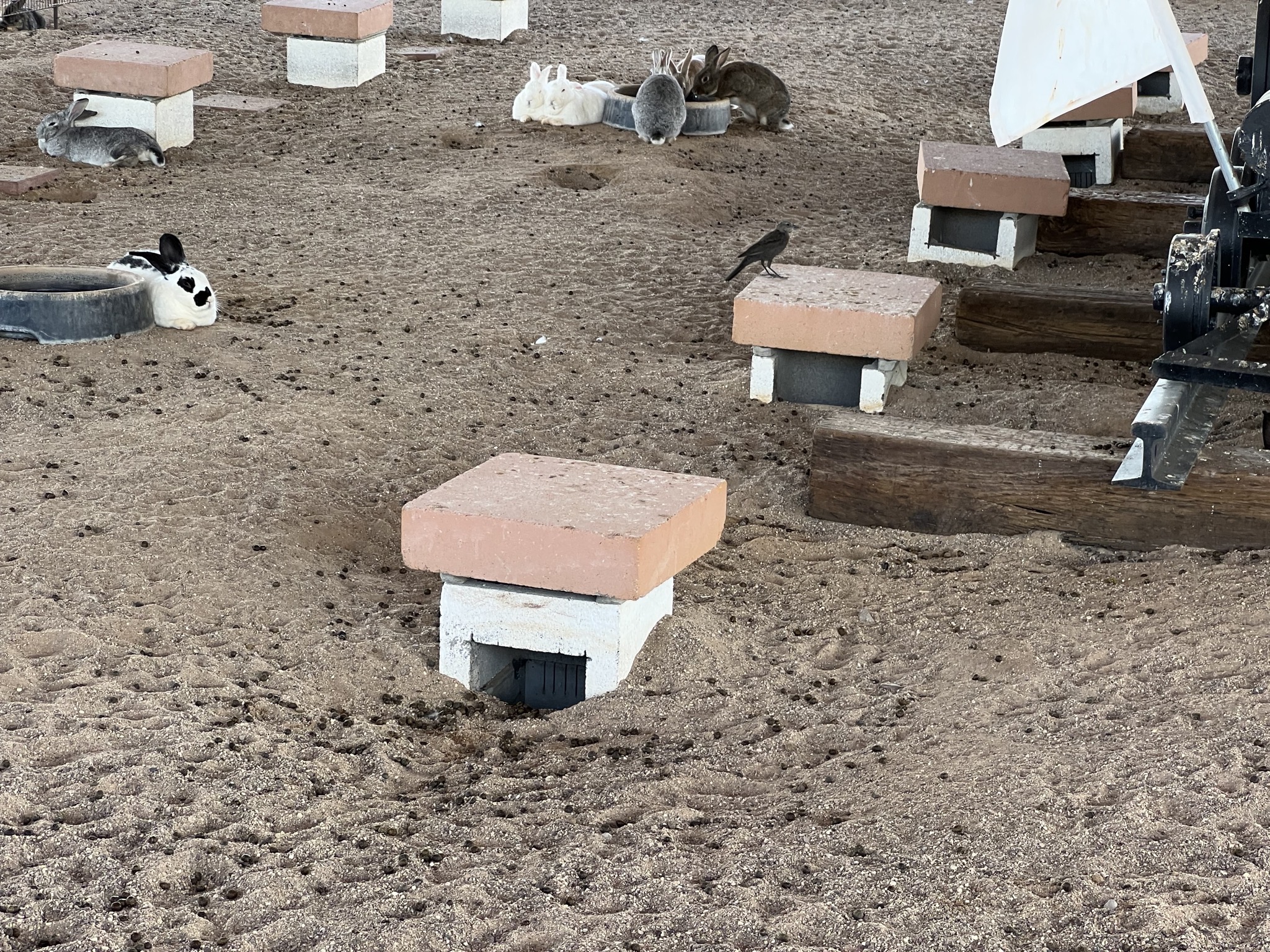 Rabbits