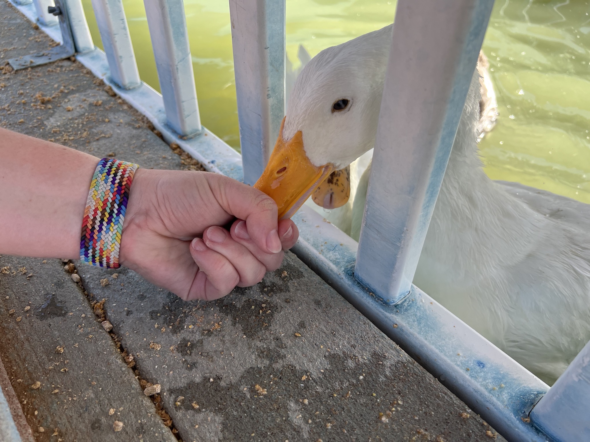 Ducks