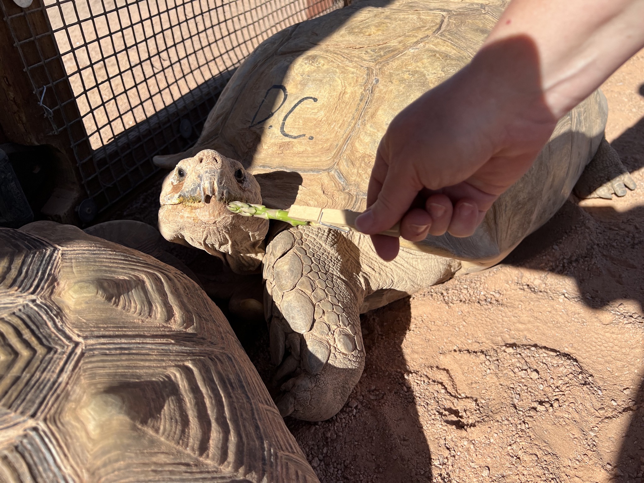 Tortoises