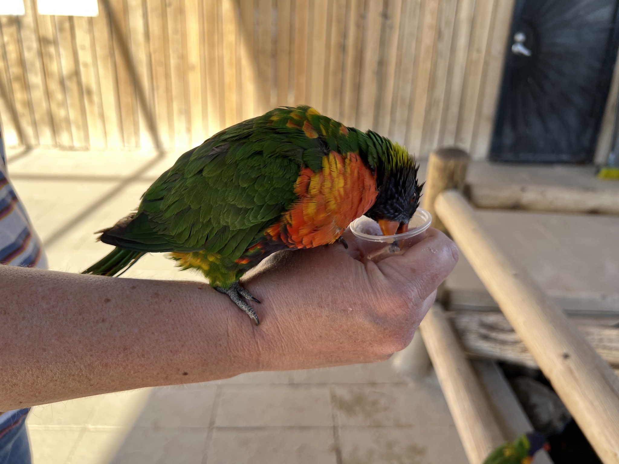 Rainbow Lorikeets