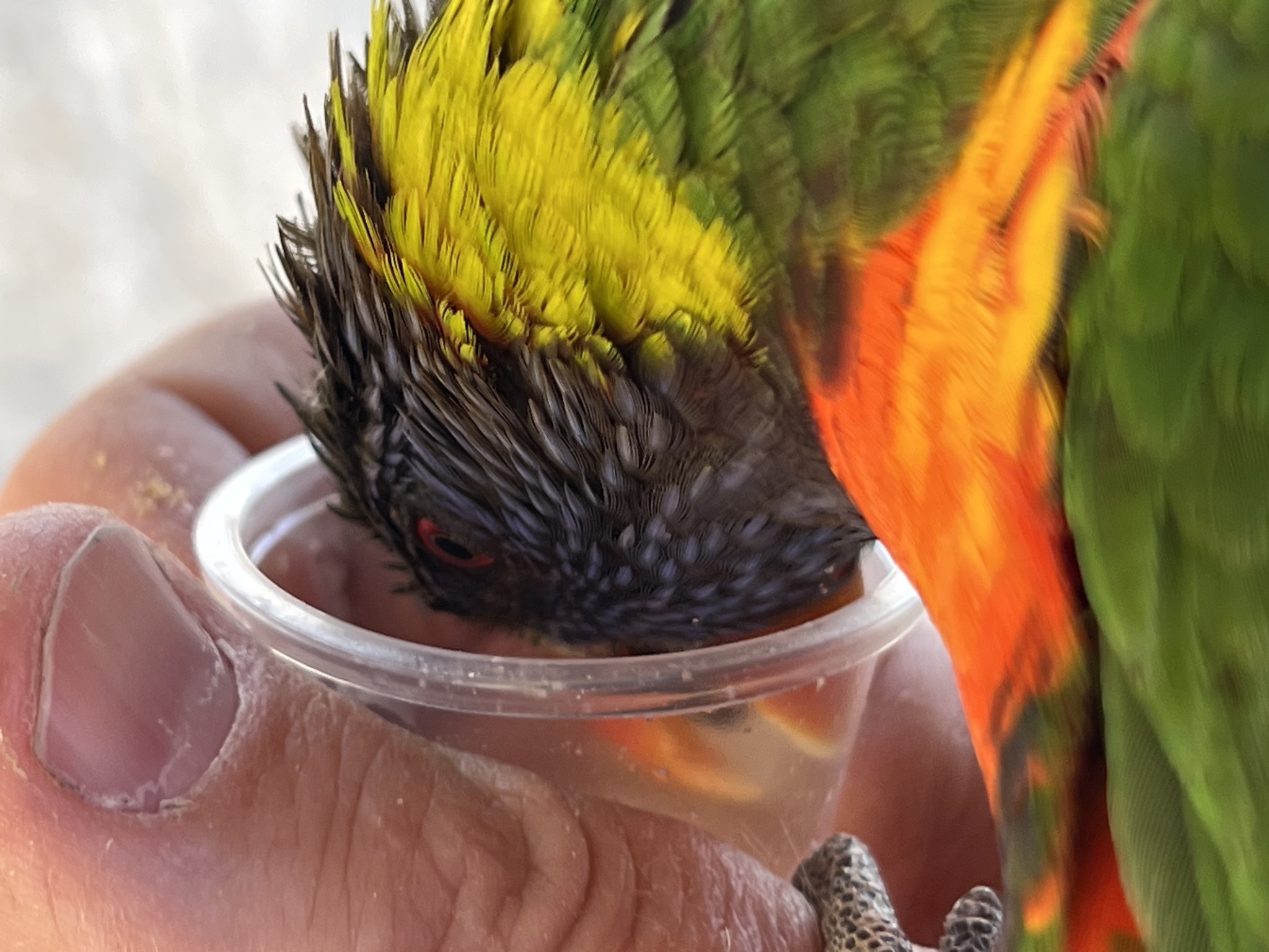Rainbow Lorikeets