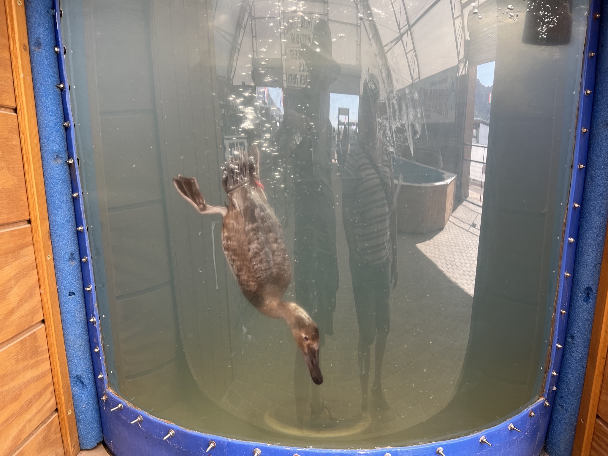 Diving ducks