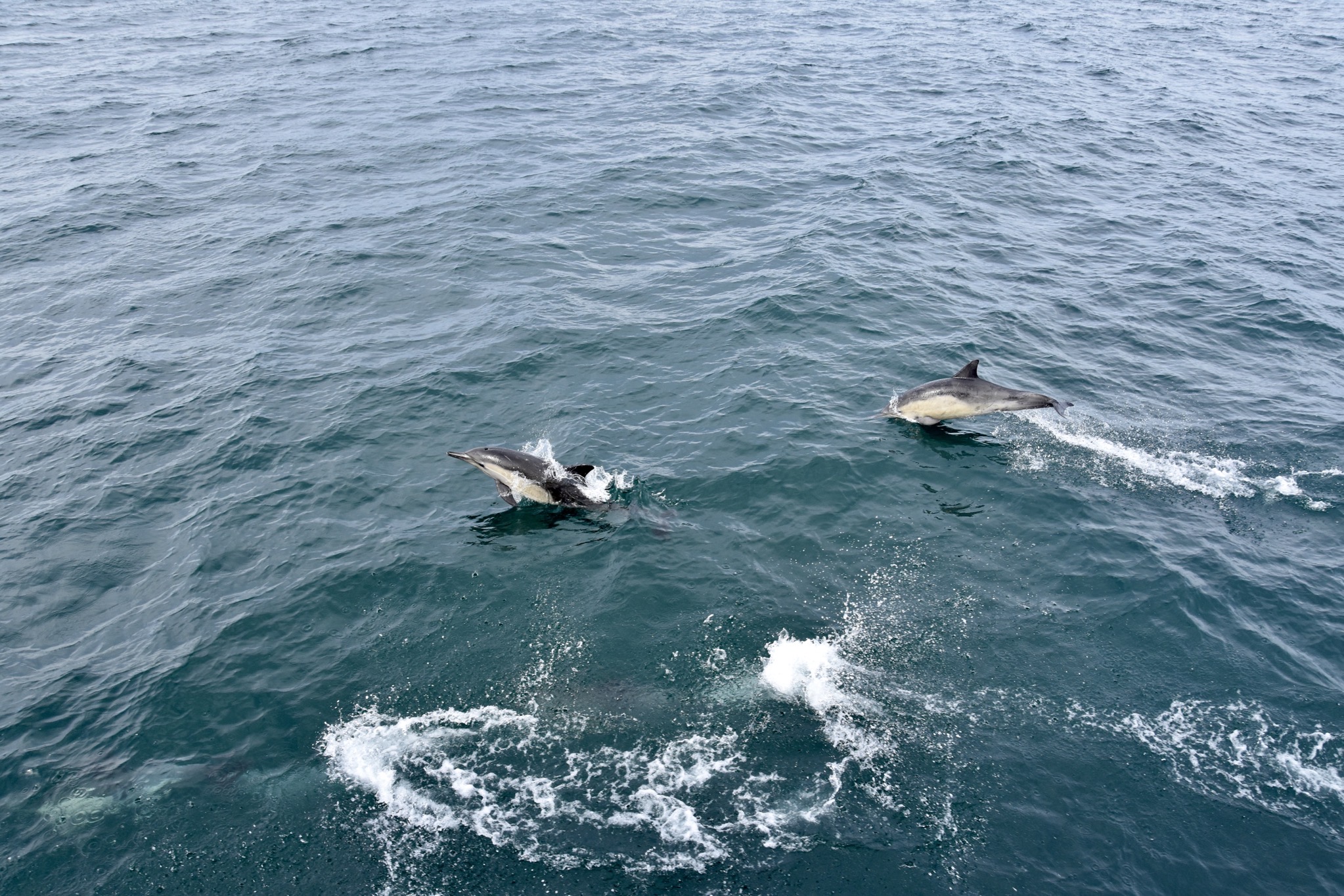 Dolphins
