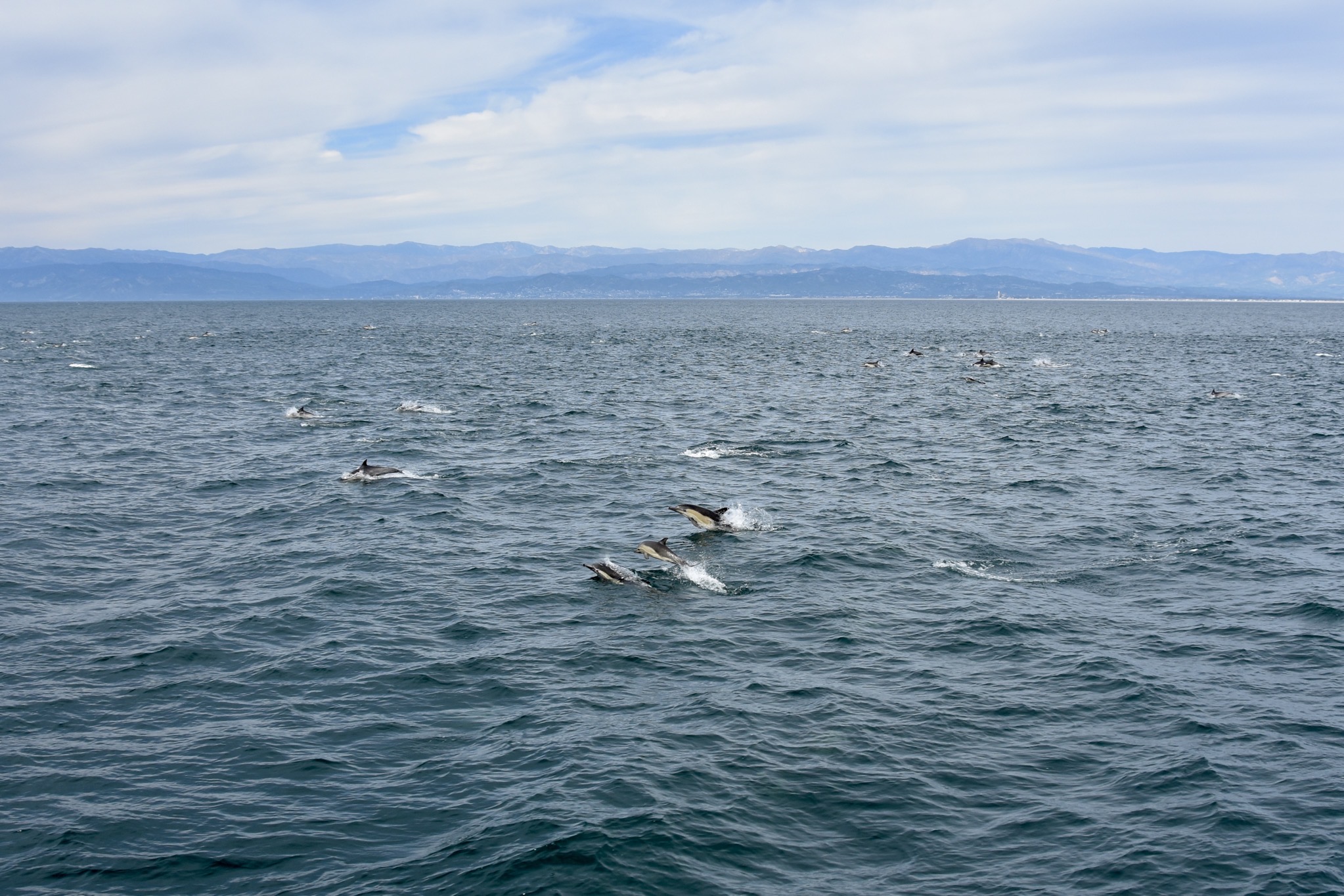 Dolphins