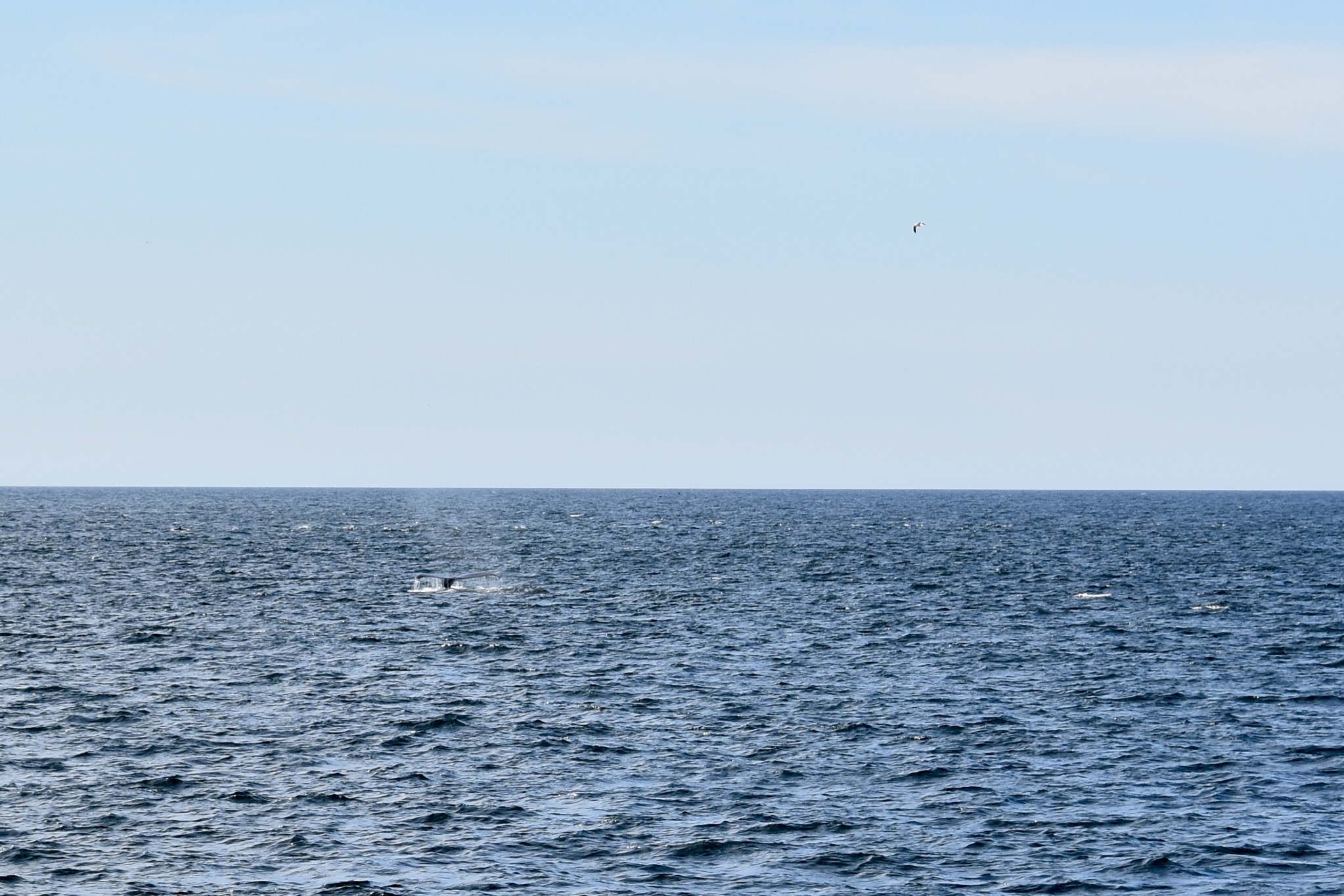 Whale tail