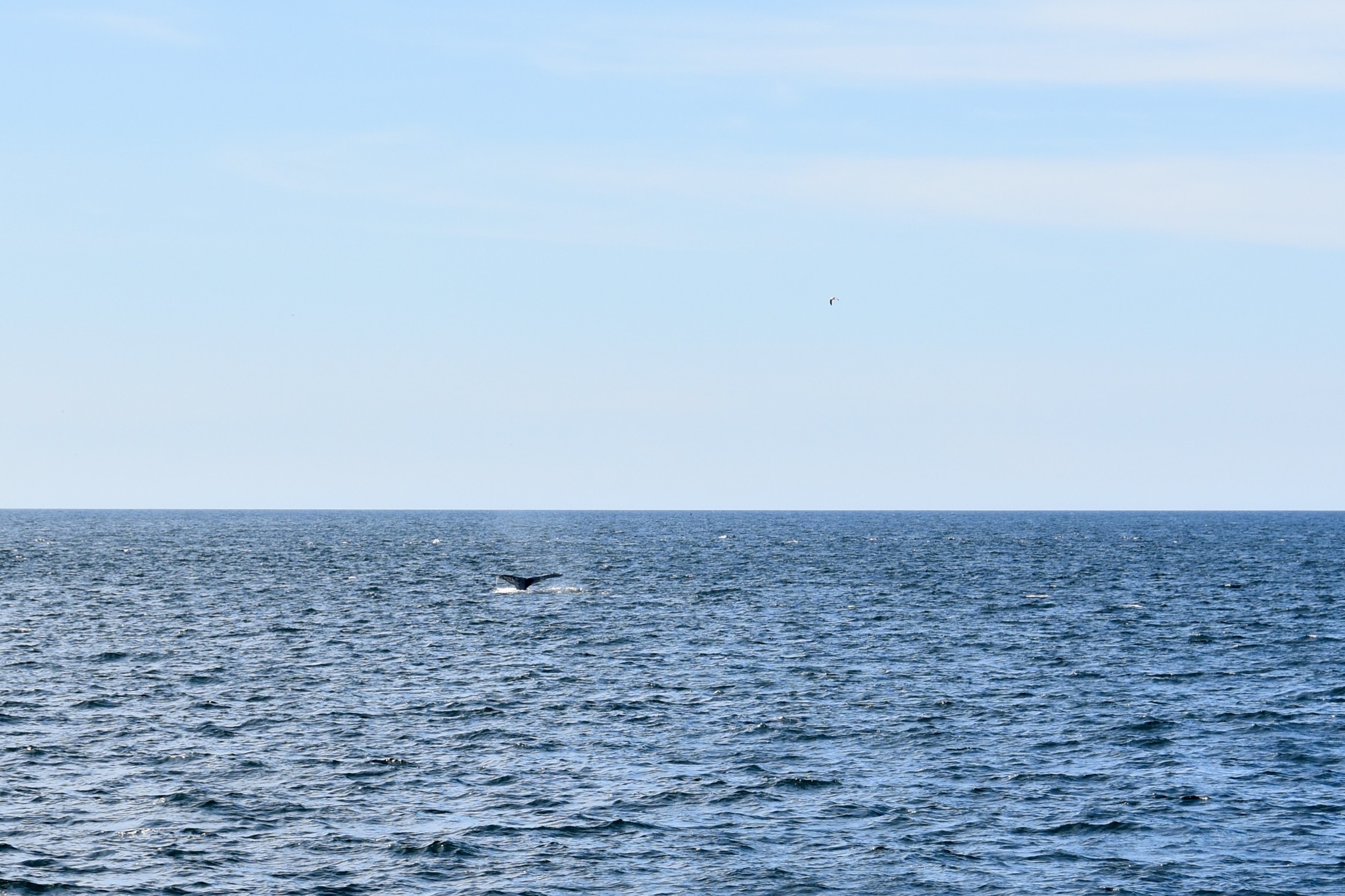 Whale tail