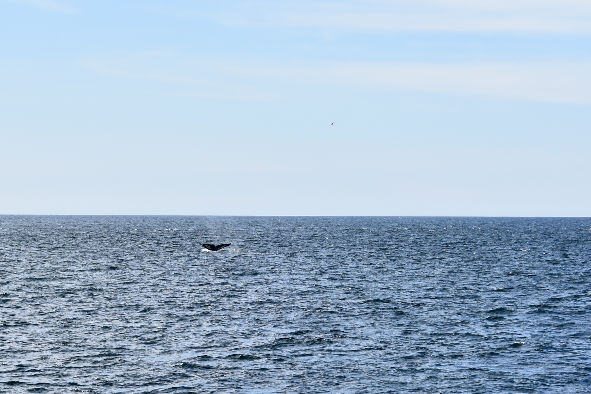 Whale tail