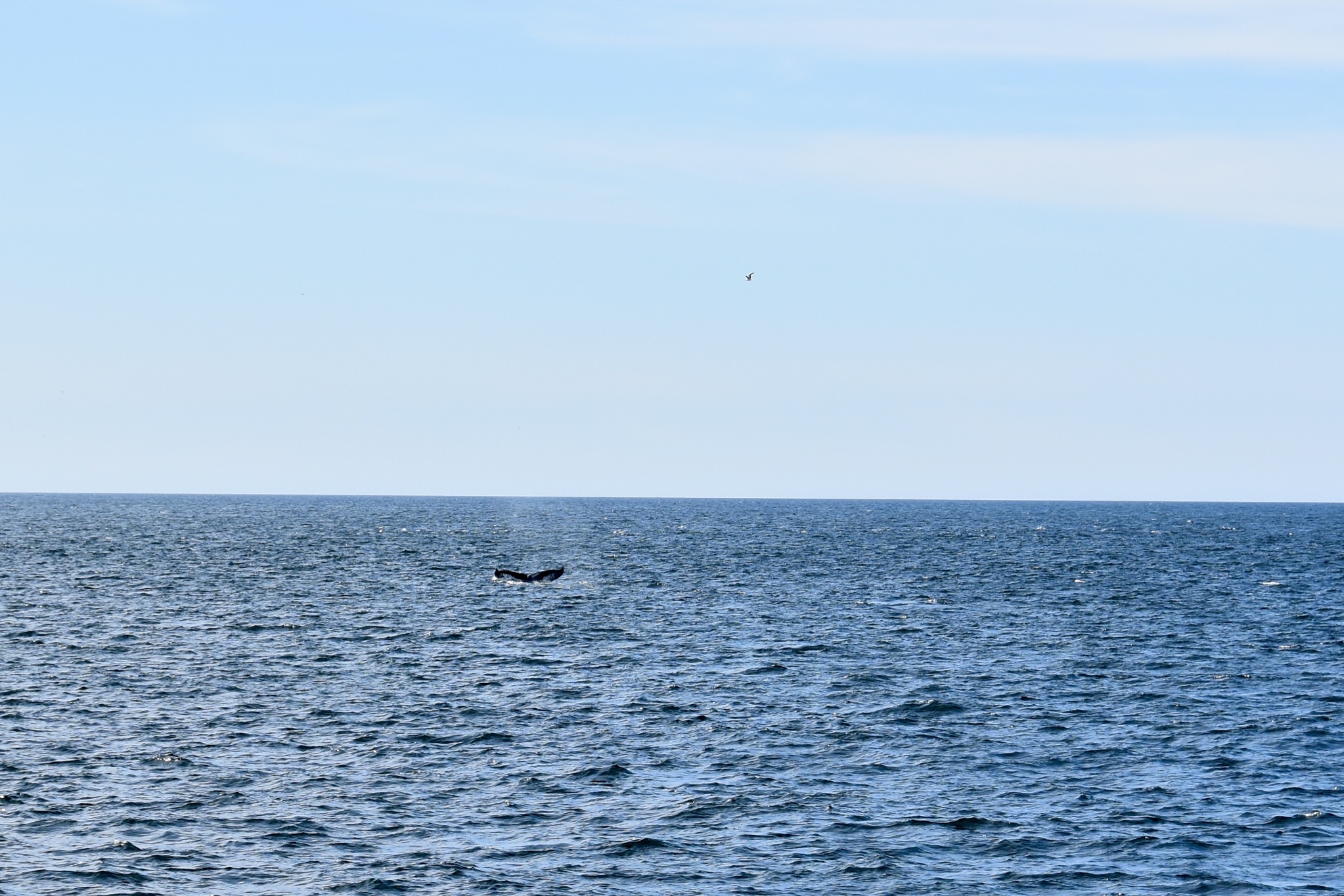 Whale tail