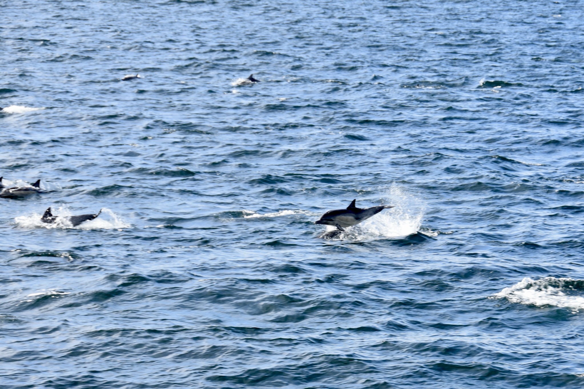 Dolphins