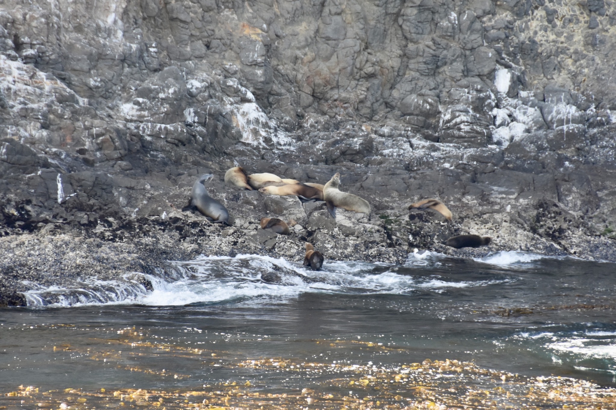 Sea lions