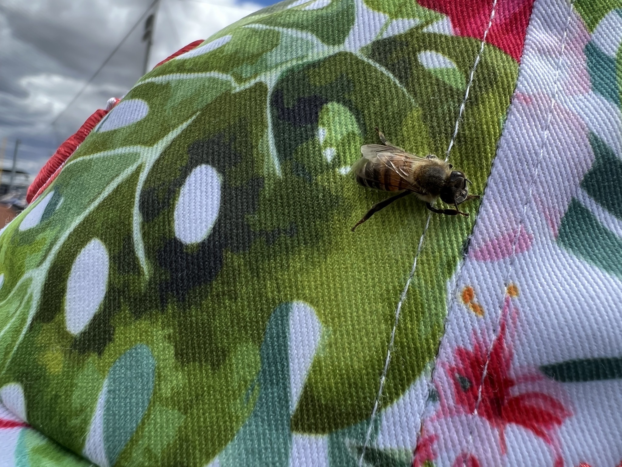 Bee