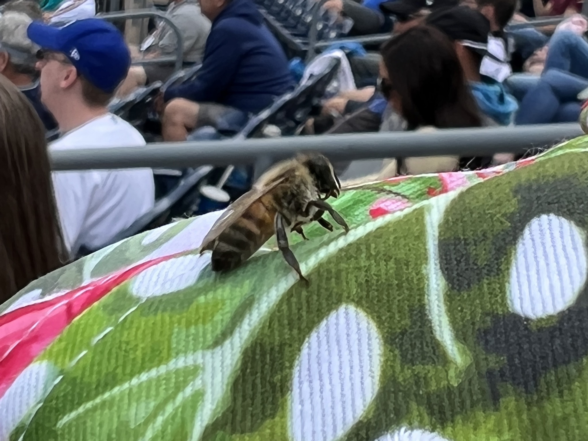 Bee