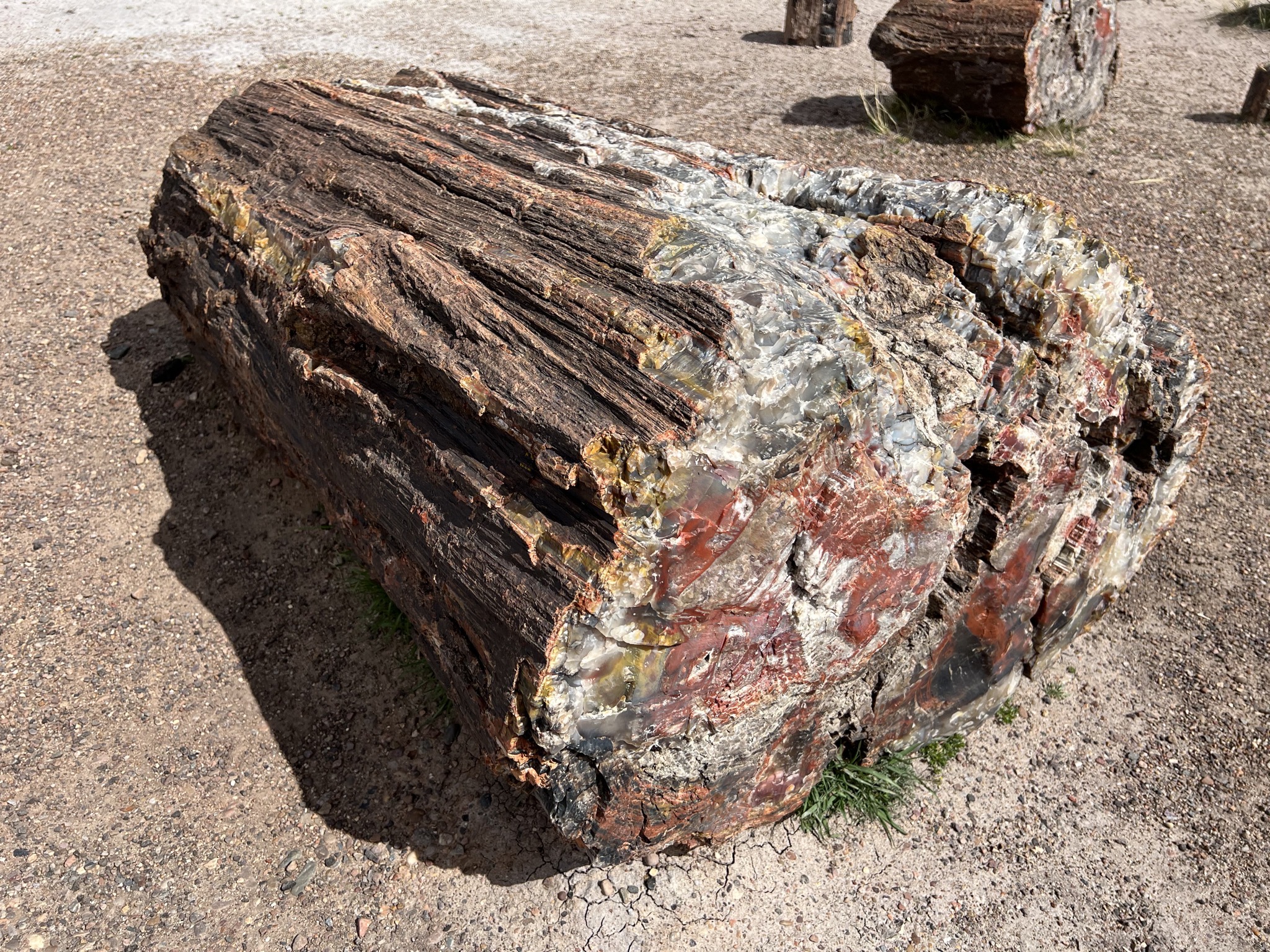 Petrified log