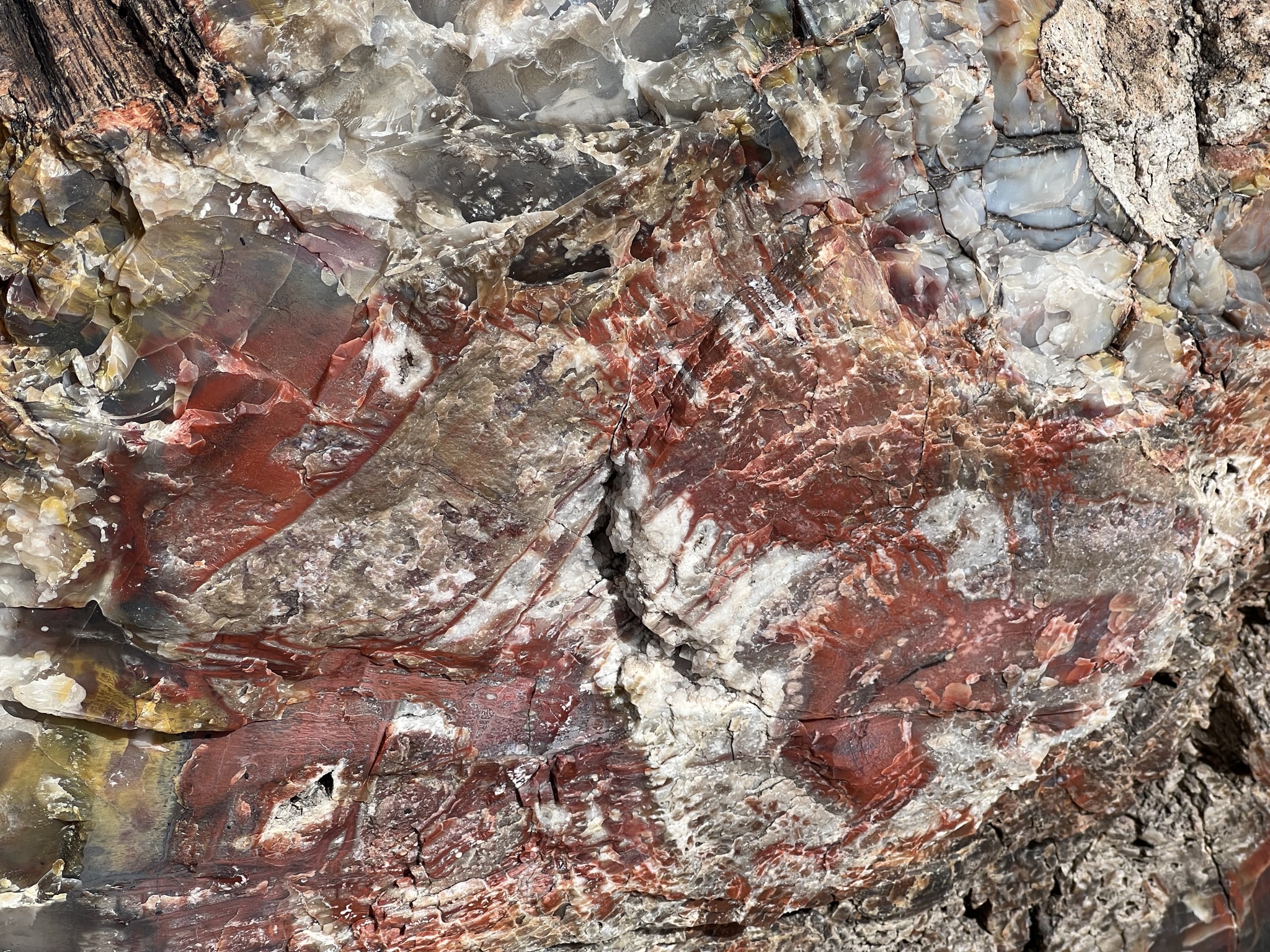 Petrified log