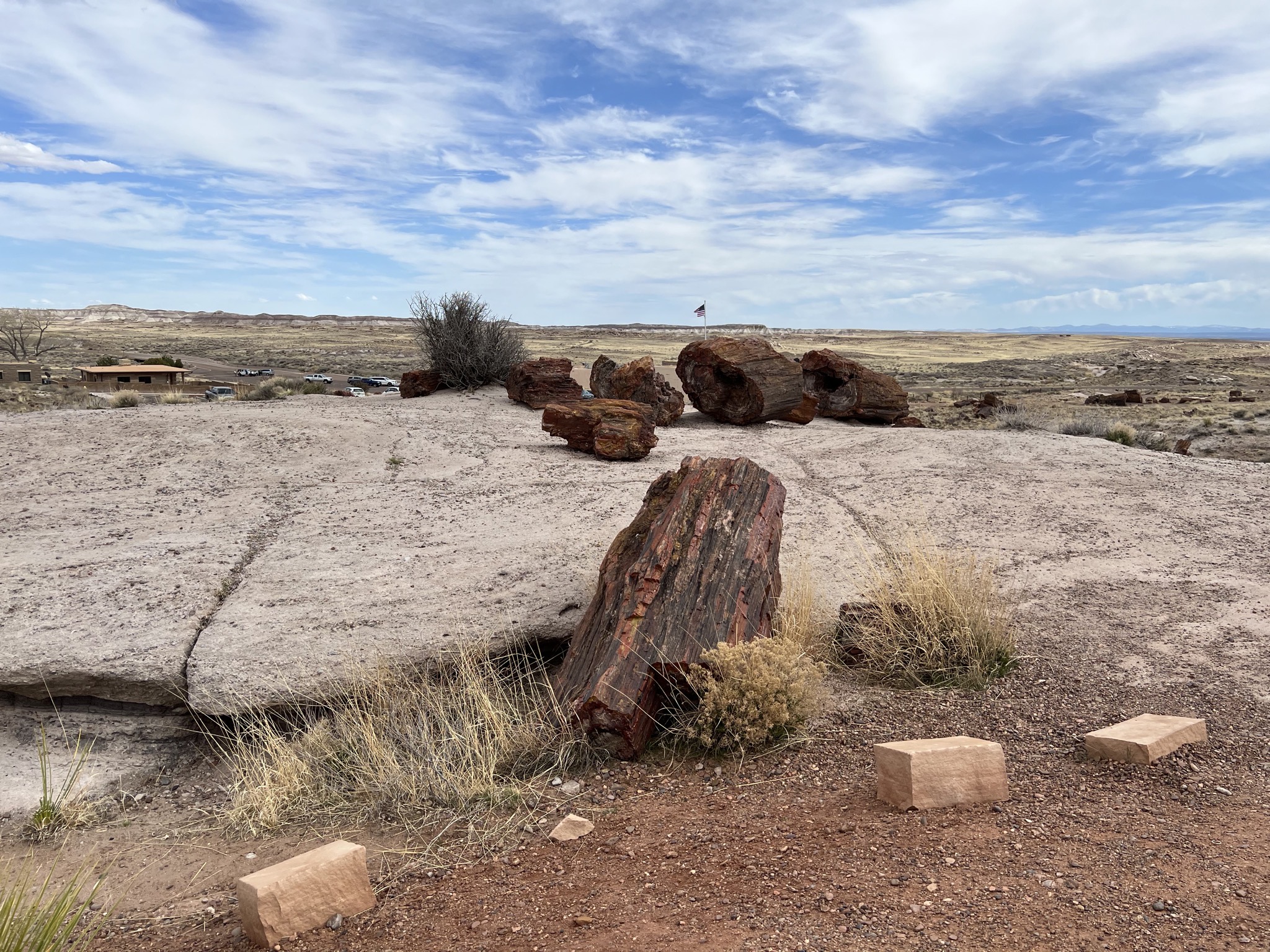 Petrified logs