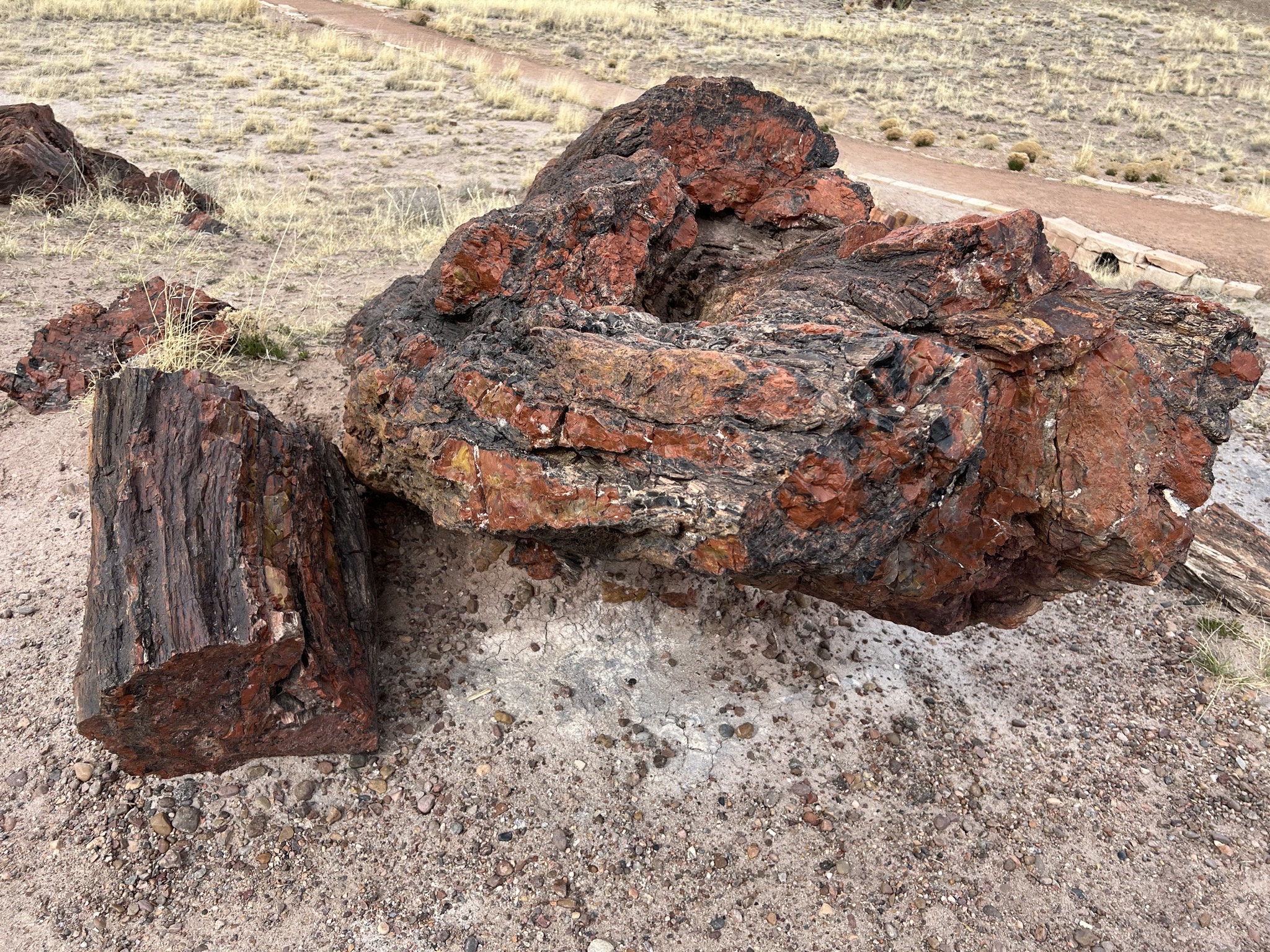 Petrified logs