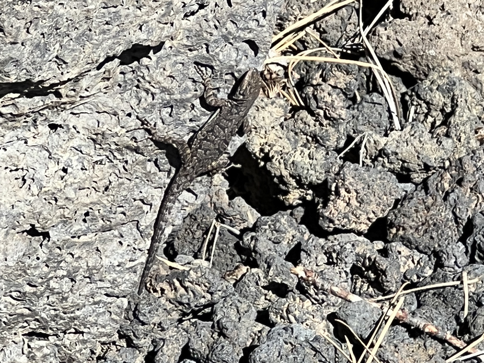 Lizard