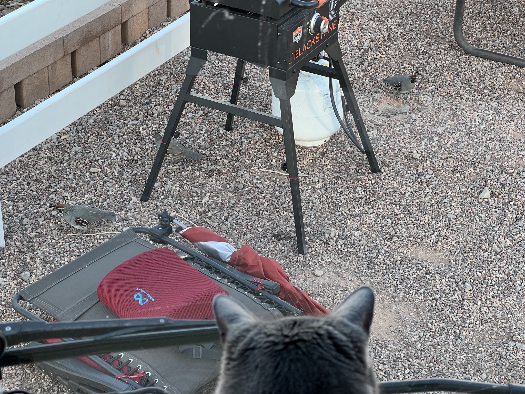 Paladin watching quail