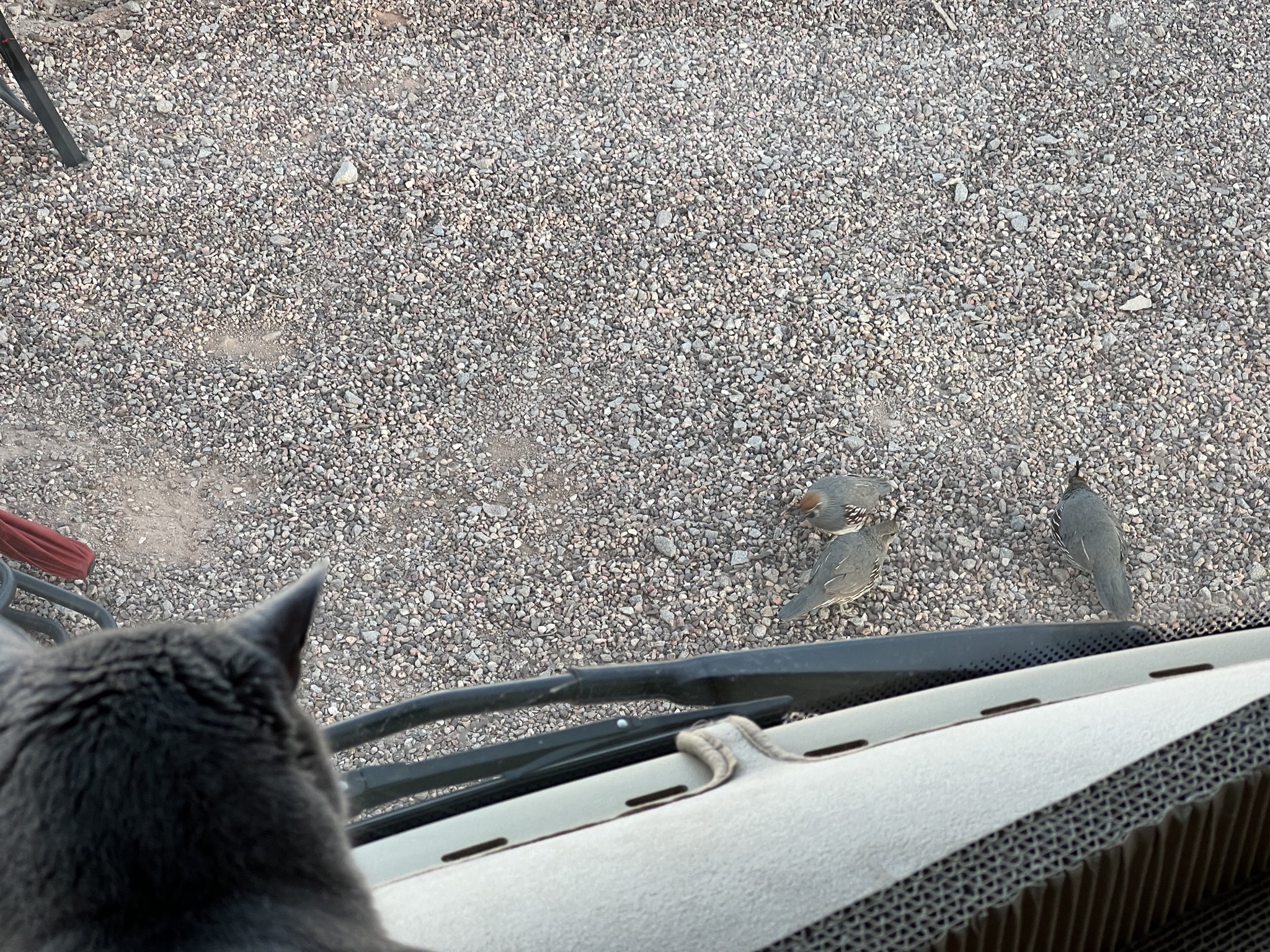 Paladin watching quail
