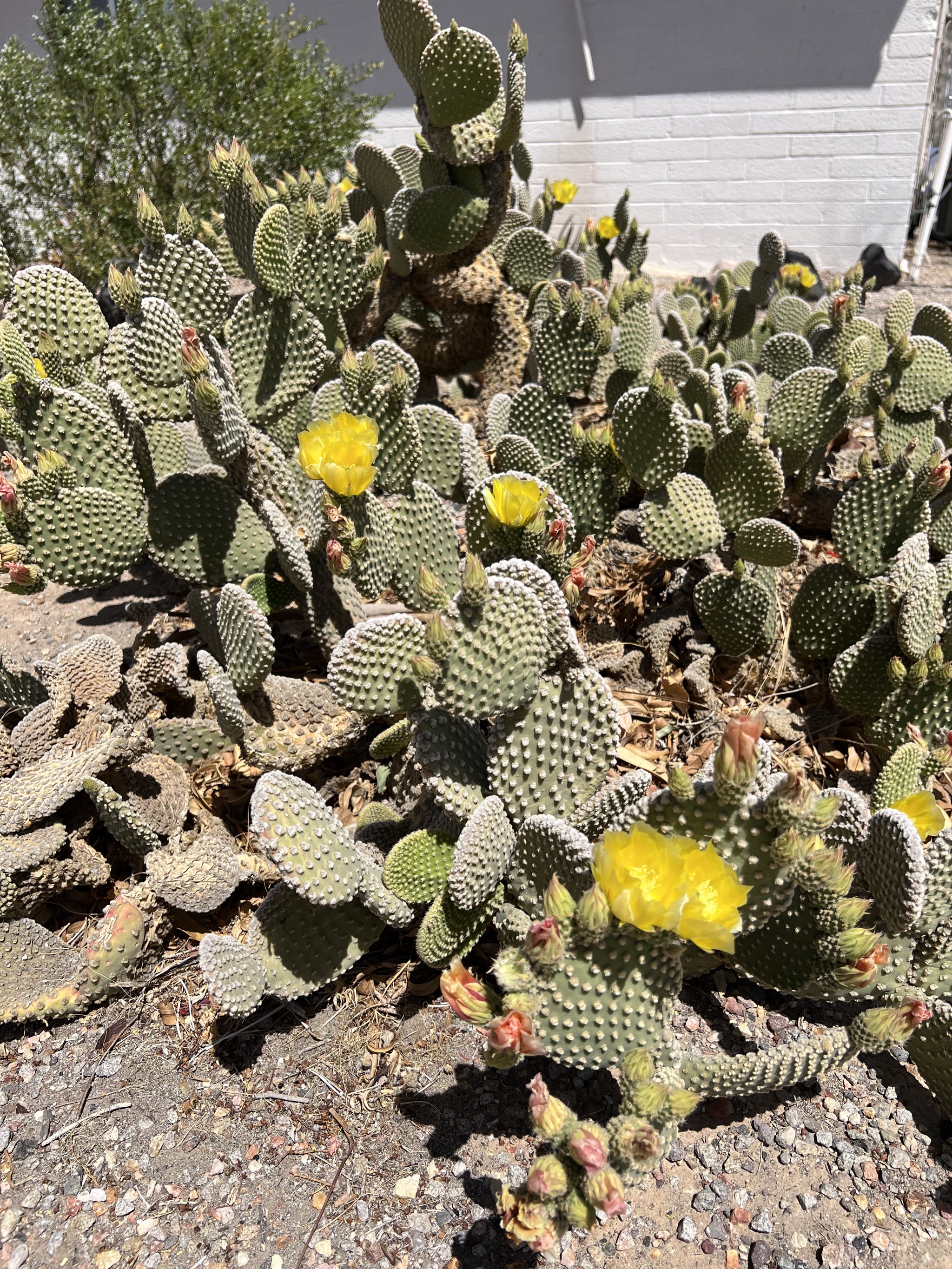 Blooming cacti