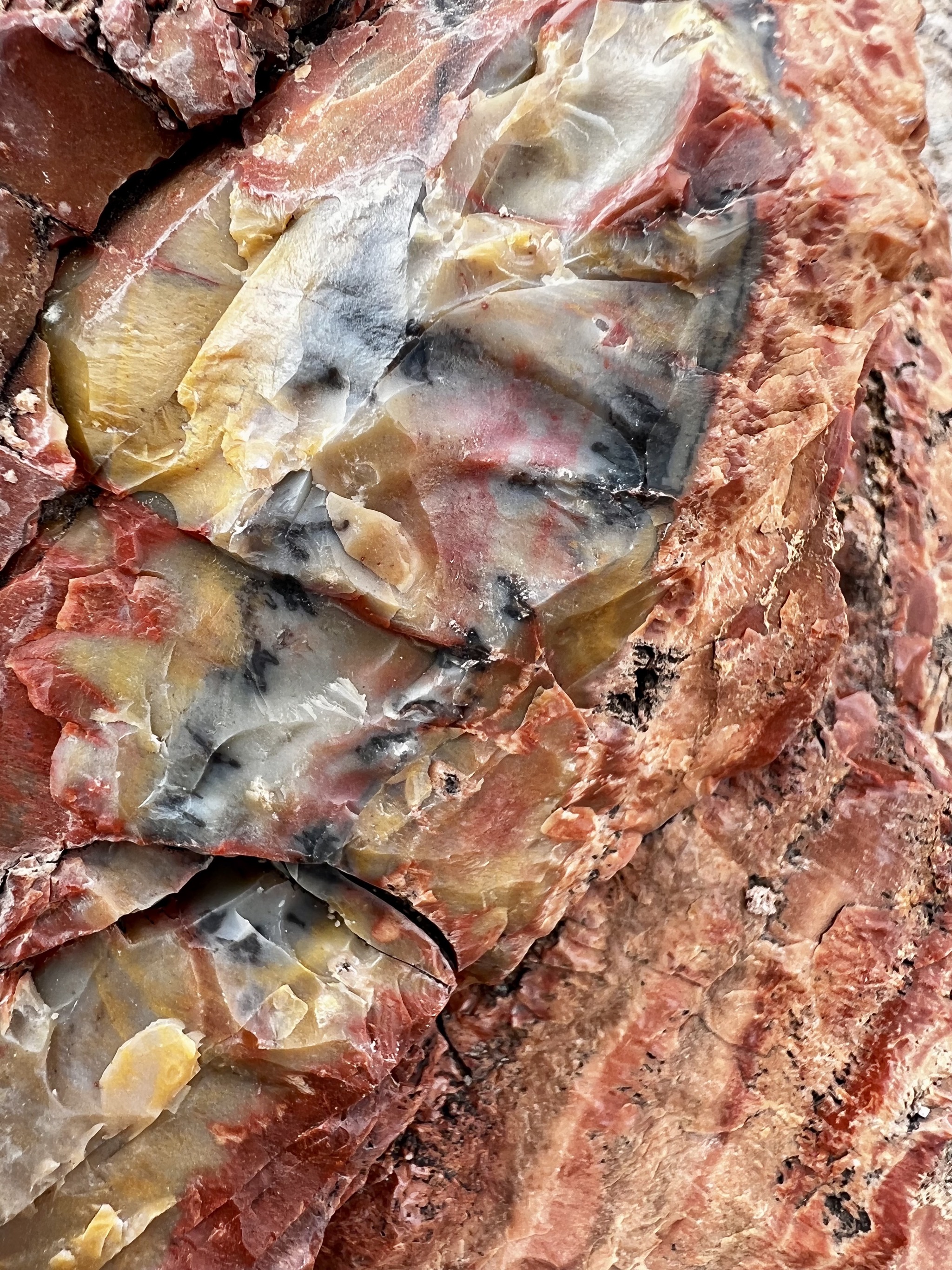 Petrified logs
