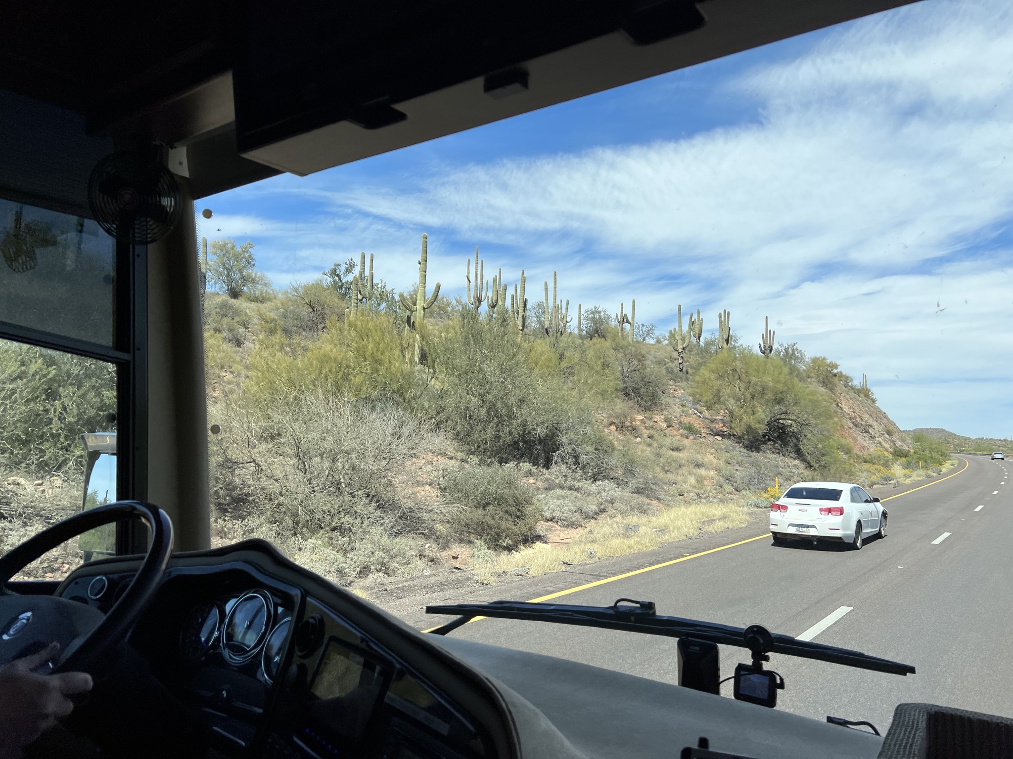 Cacti