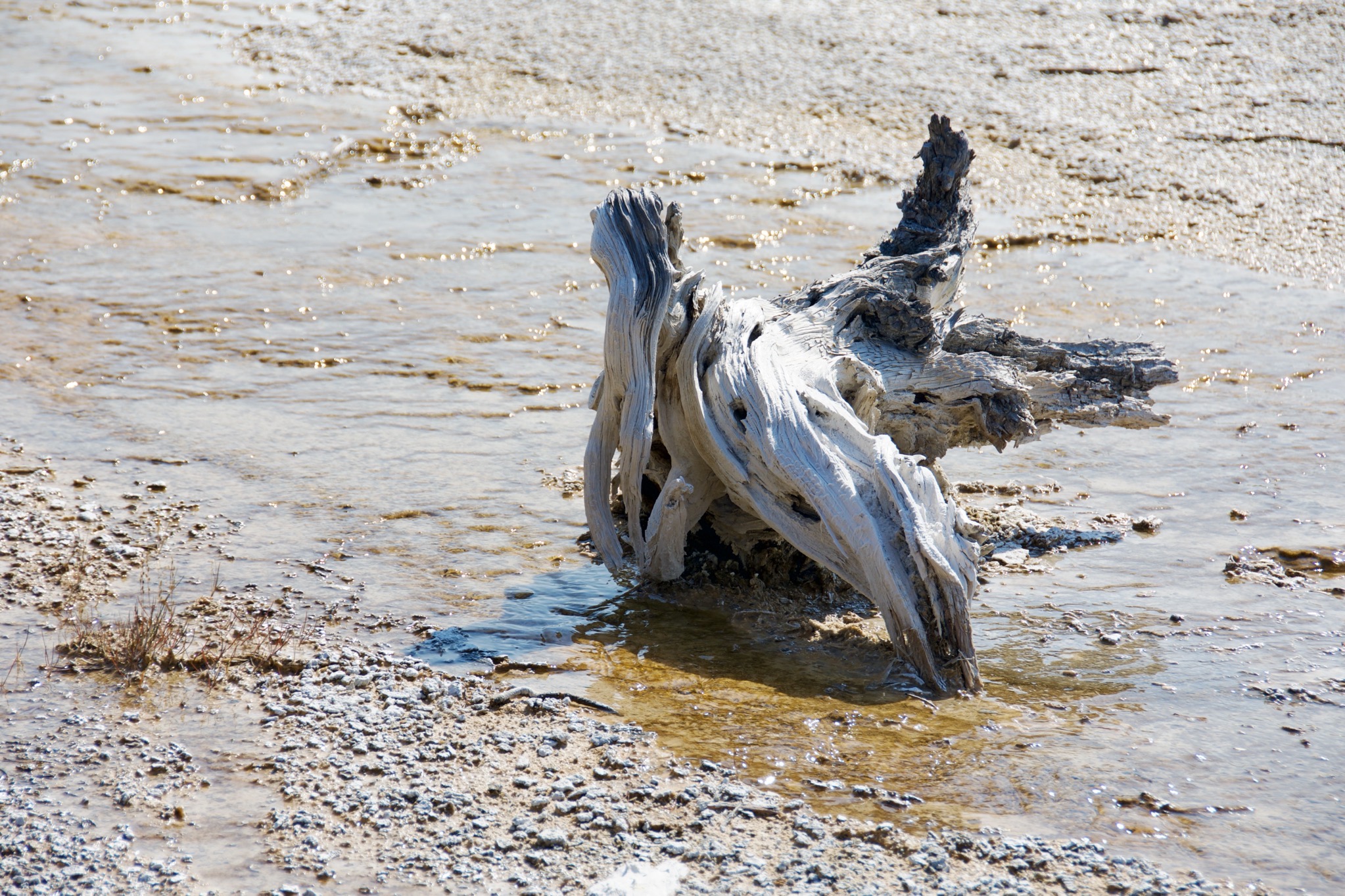 Yellowstone